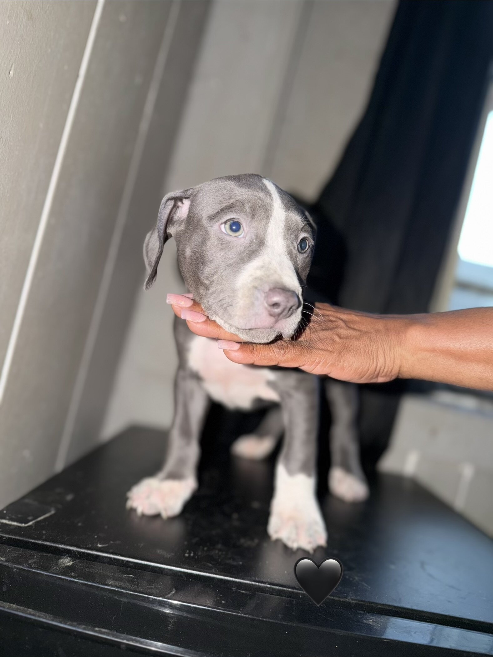 Pitbull puppies image 3