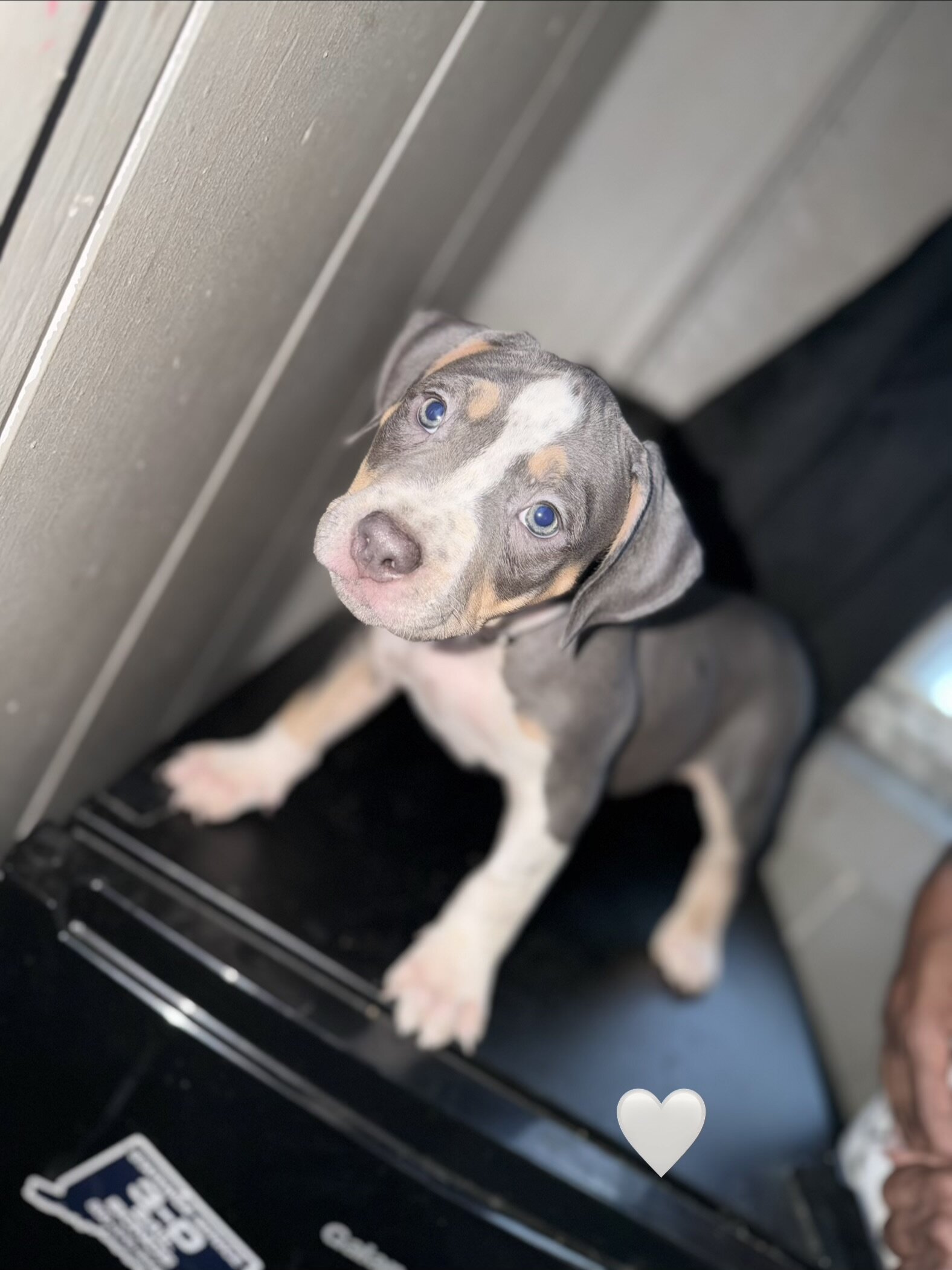Pitbull puppies image 1