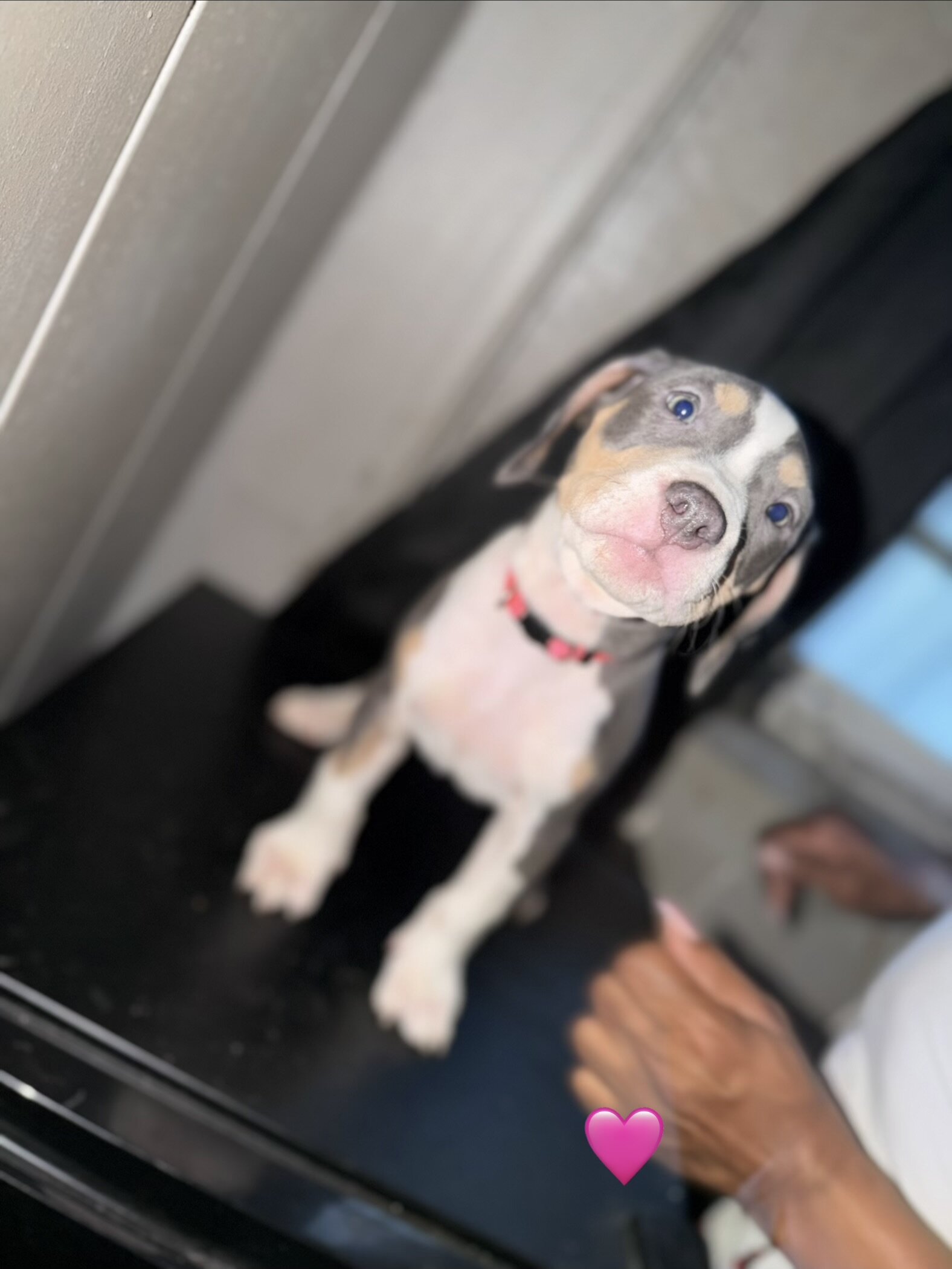 Pitbull puppies image 4