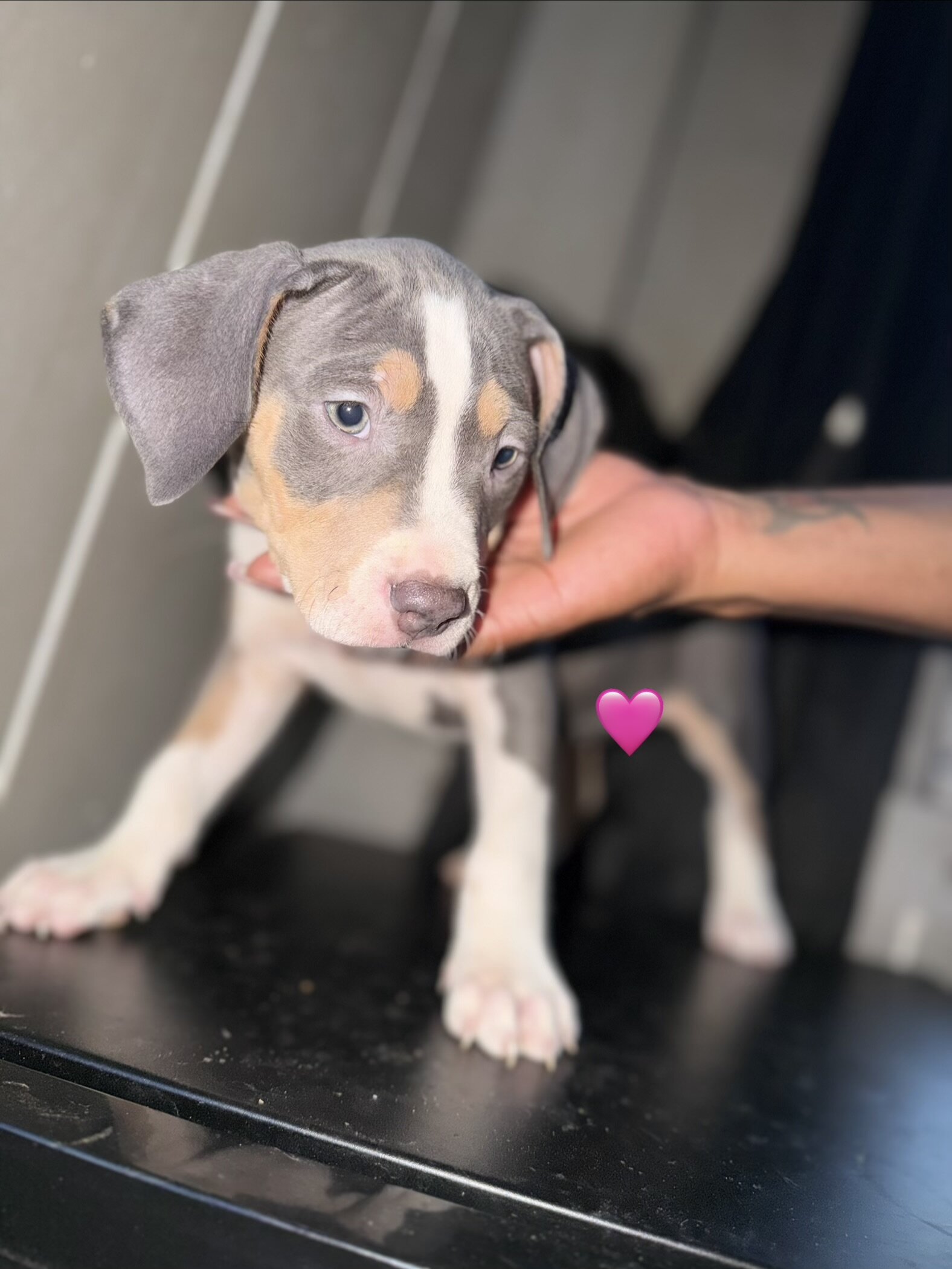 Pitbull puppies image 6
