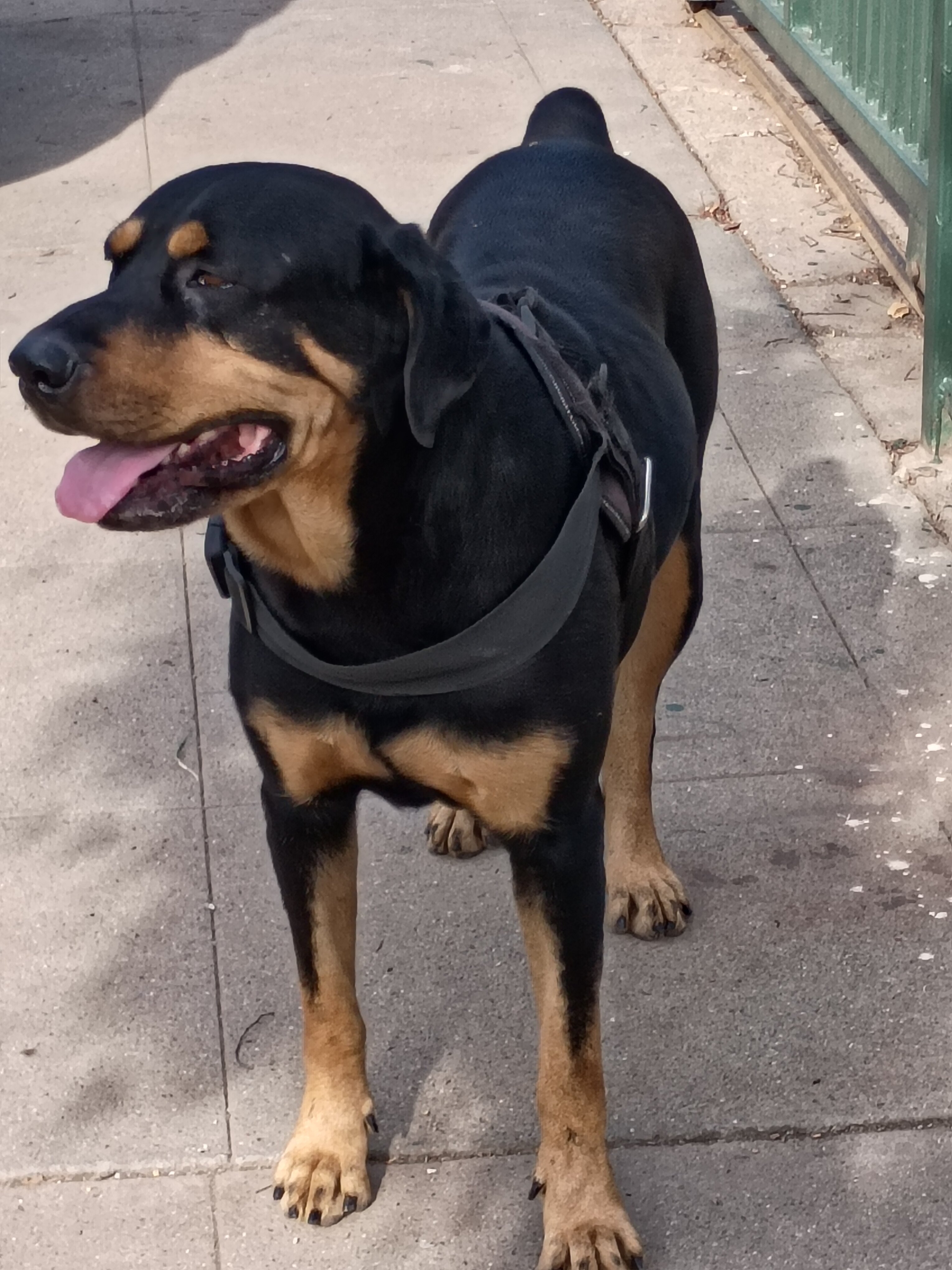 2 Rottweilers image 1