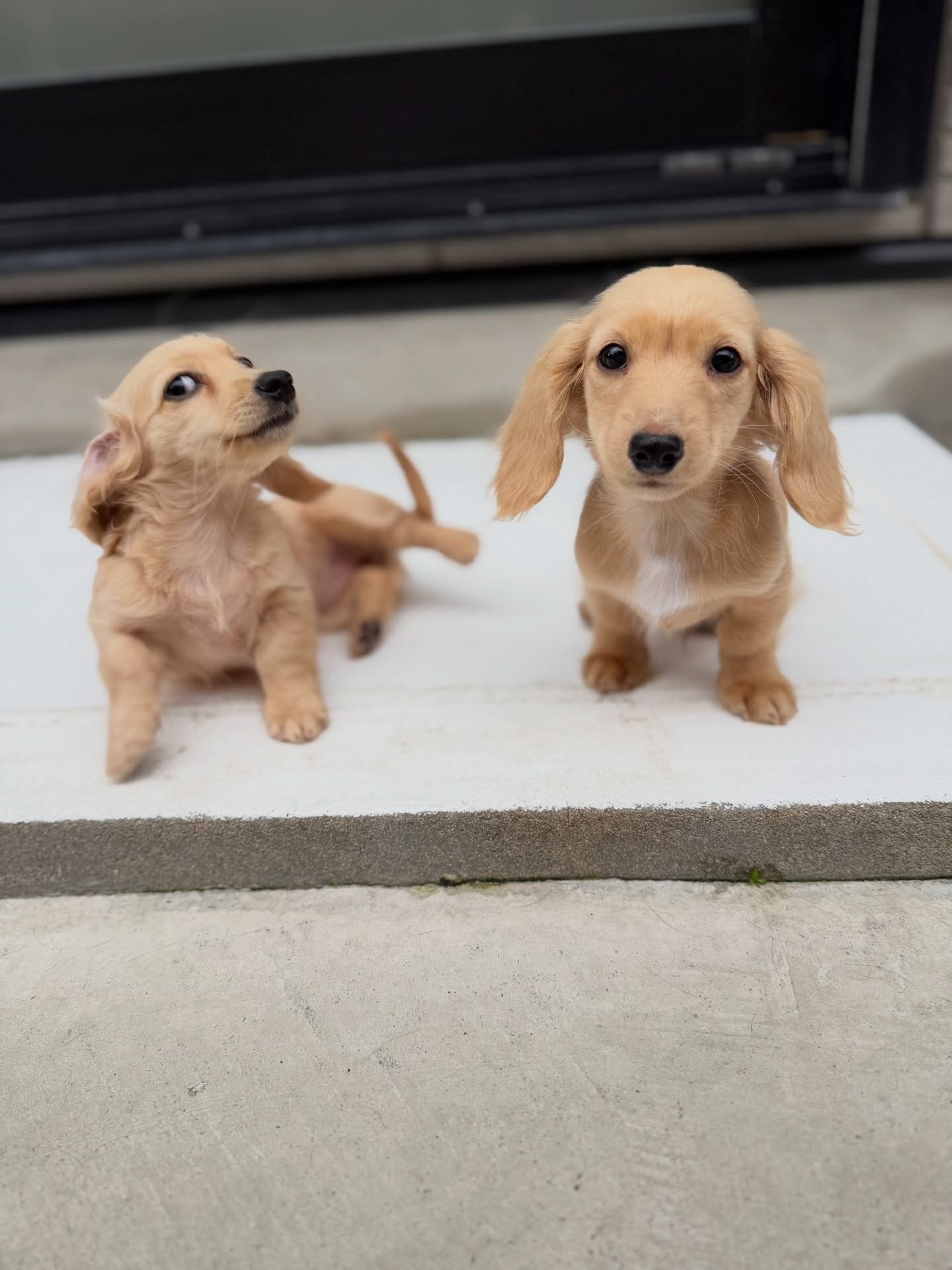 Dachshund puppies image 3