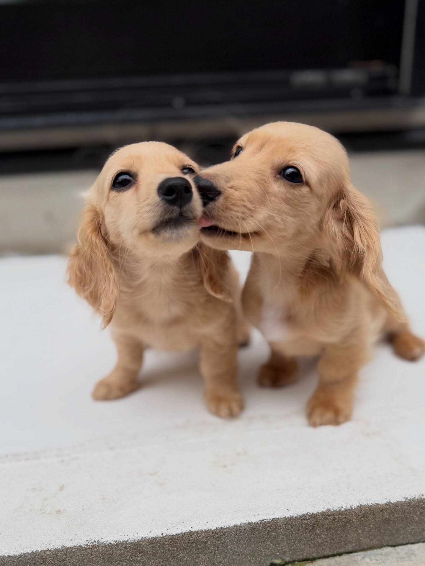 Dachshund puppies image 4