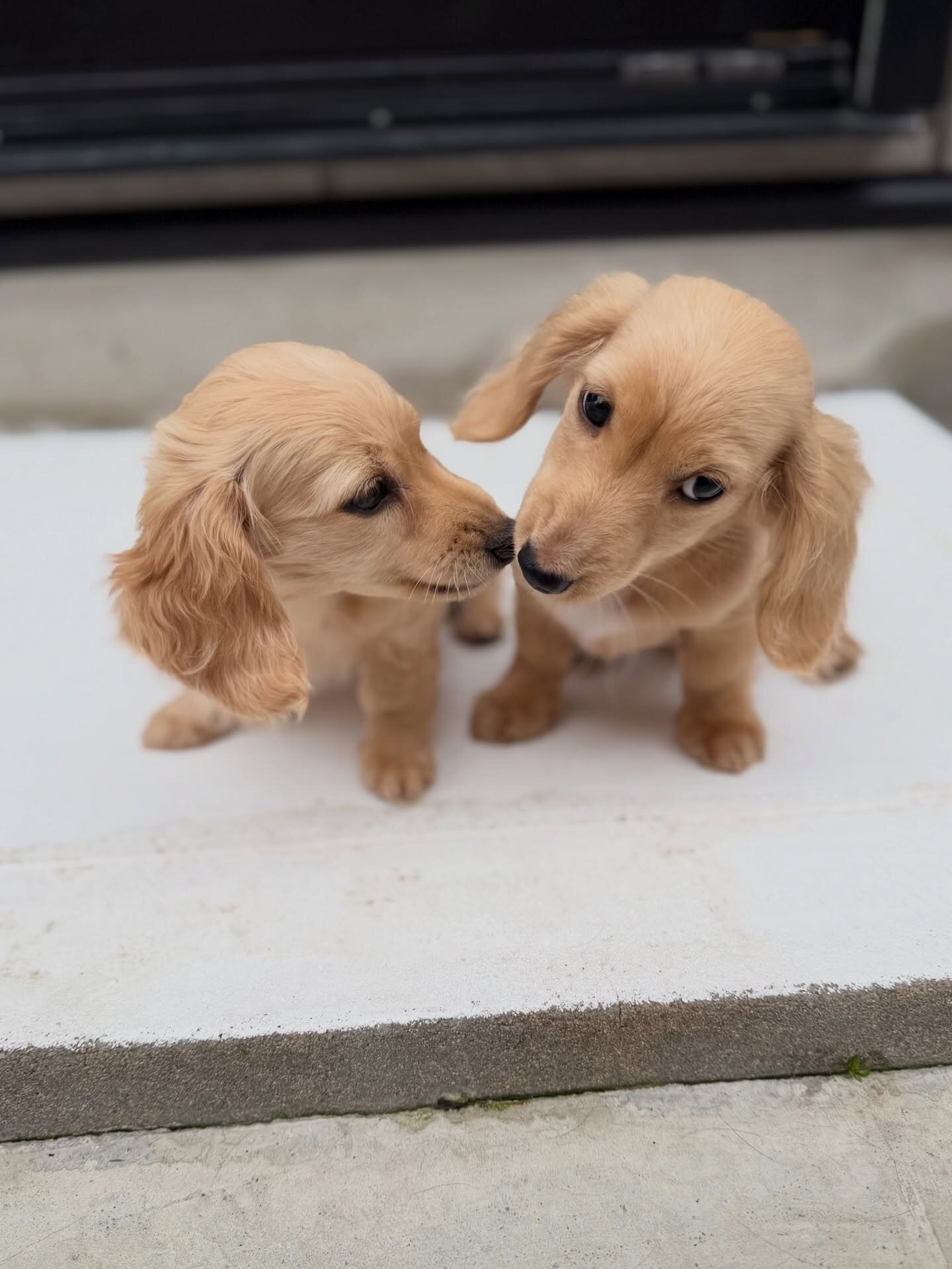 Dachshund puppies image 2