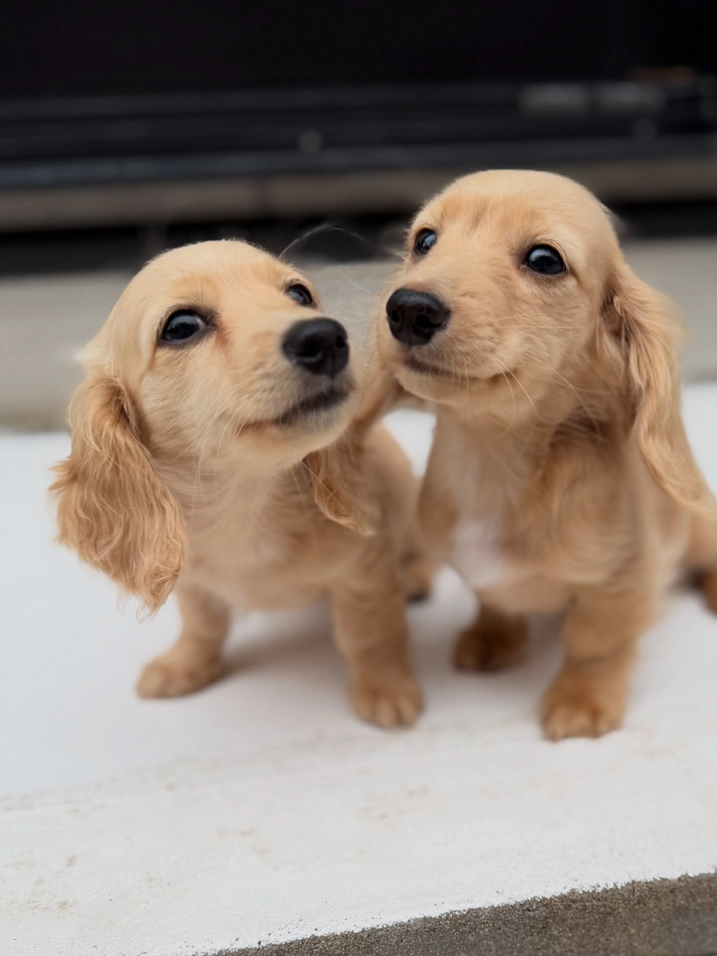 Dachshund puppies image 1