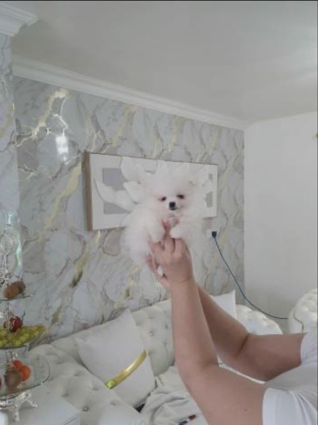 Dog image 4