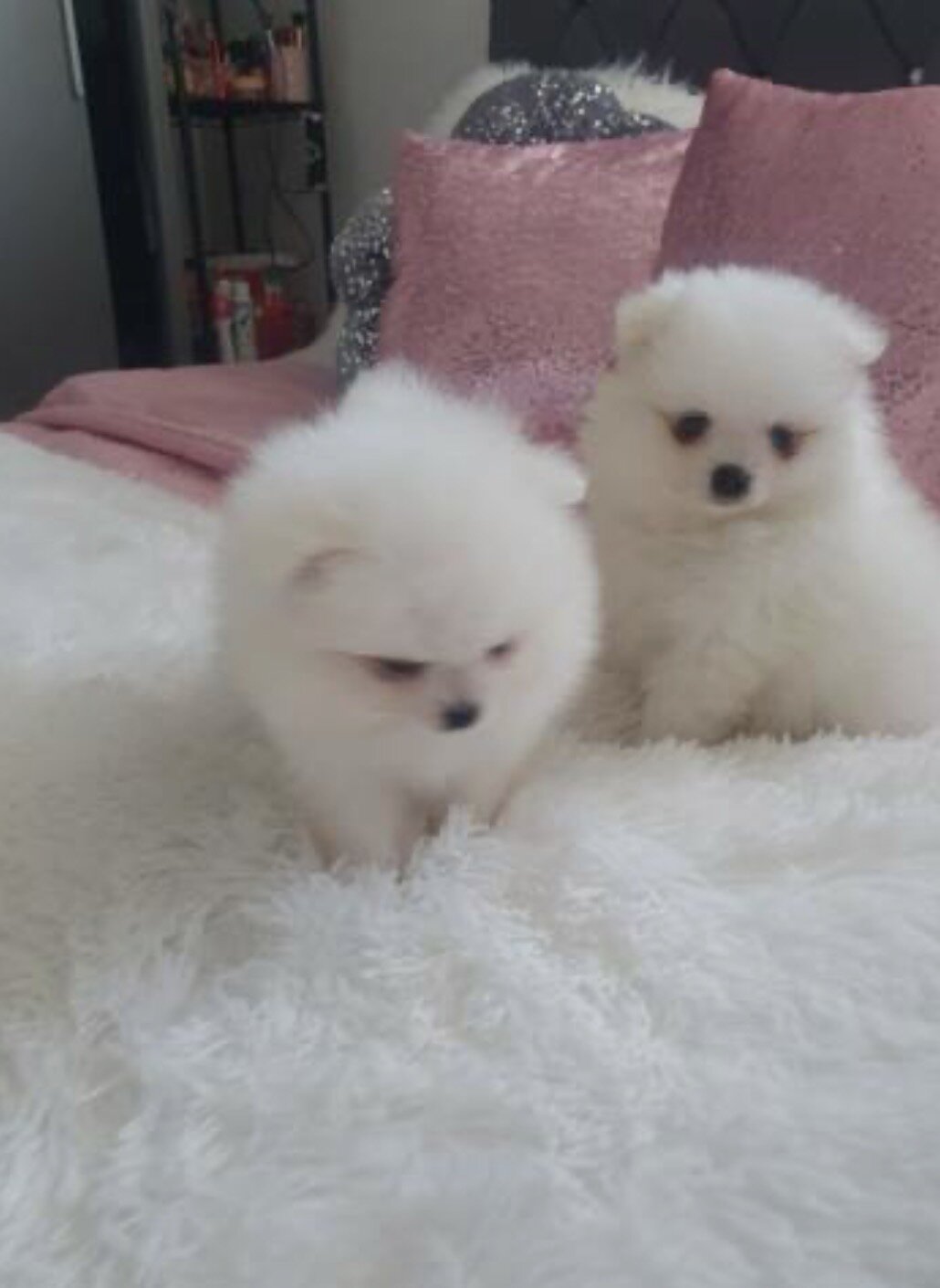 Dog image 2