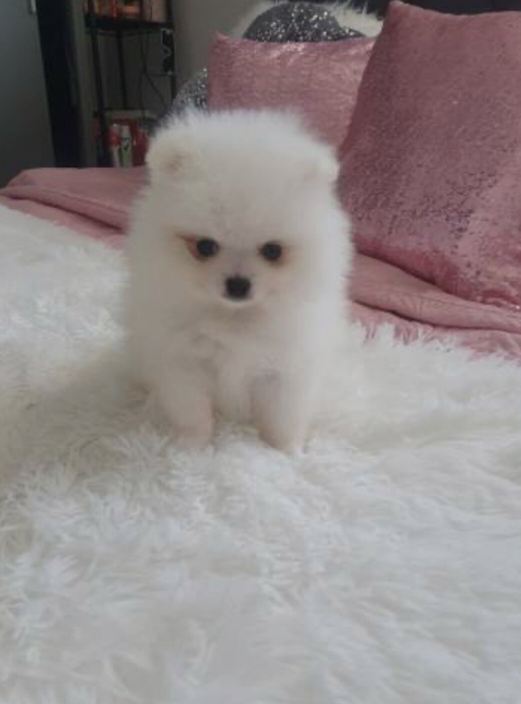 Dog image 3