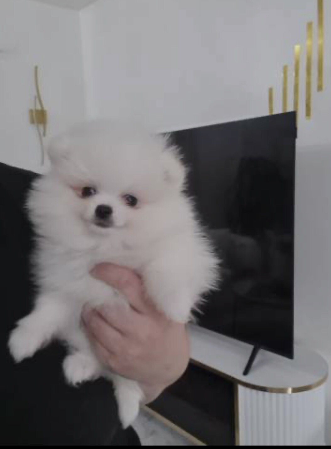 Dog image 1