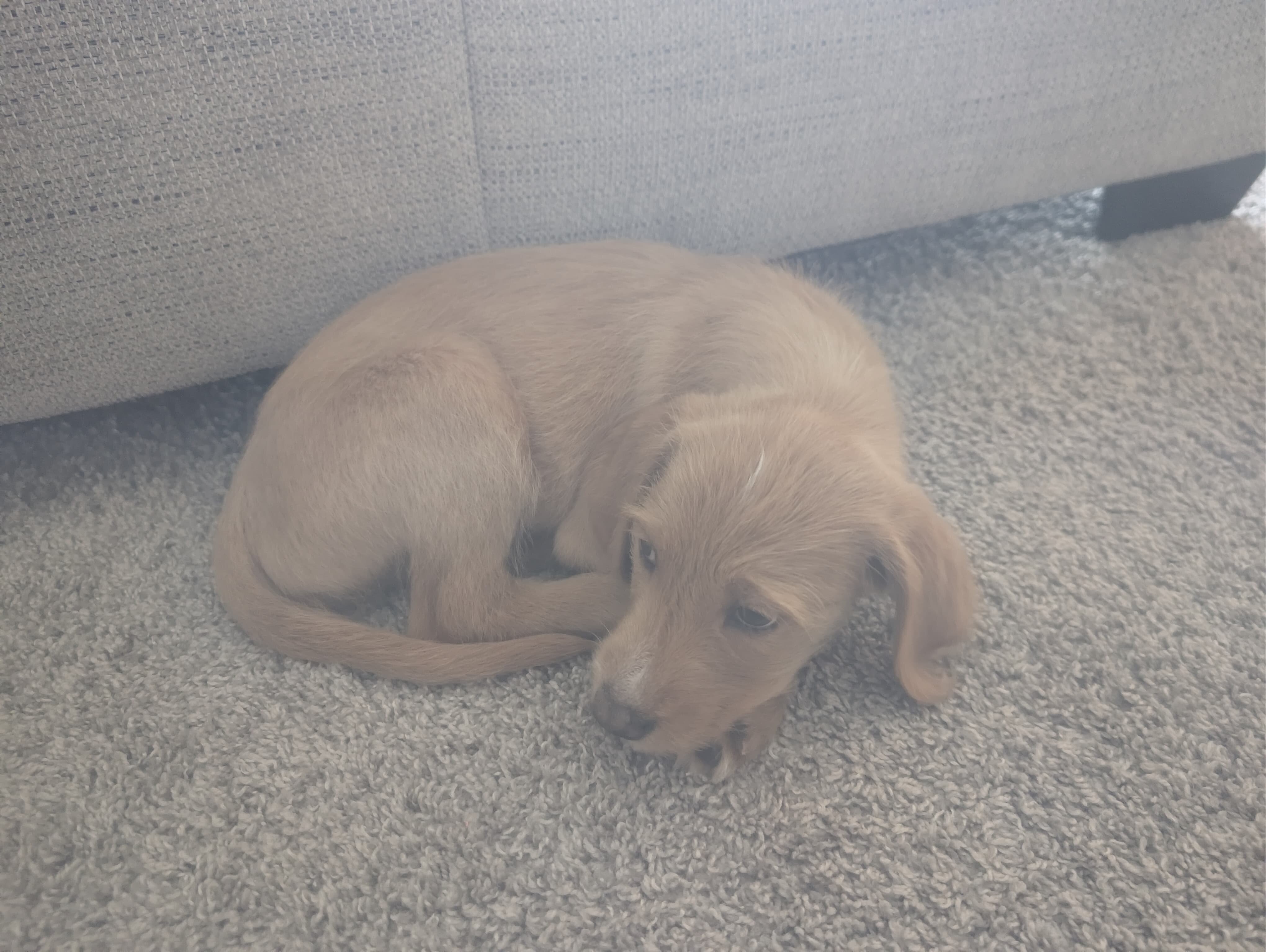 11-week-old male Goldendoodle image 2