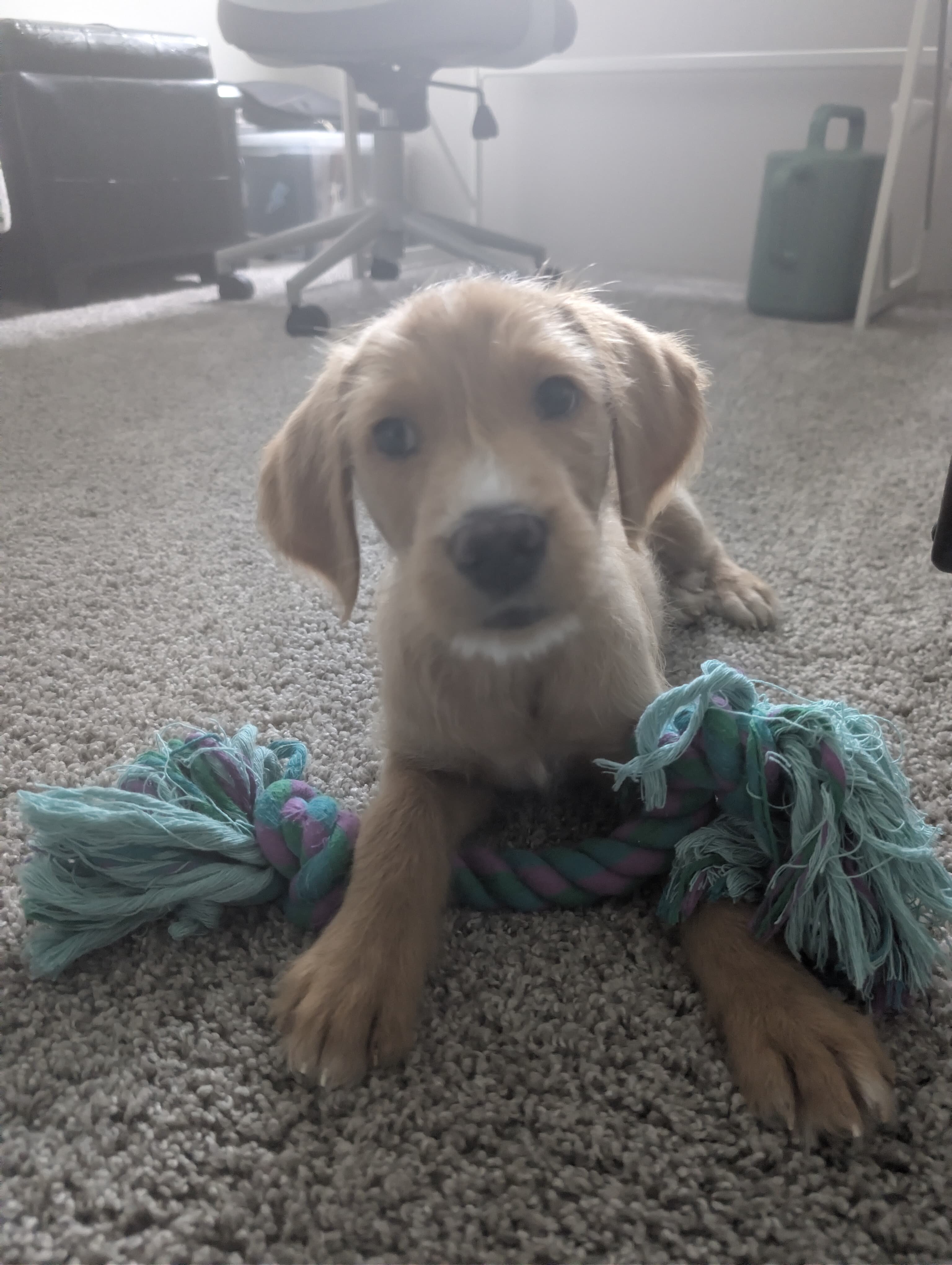 11-week-old male Goldendoodle image 3
