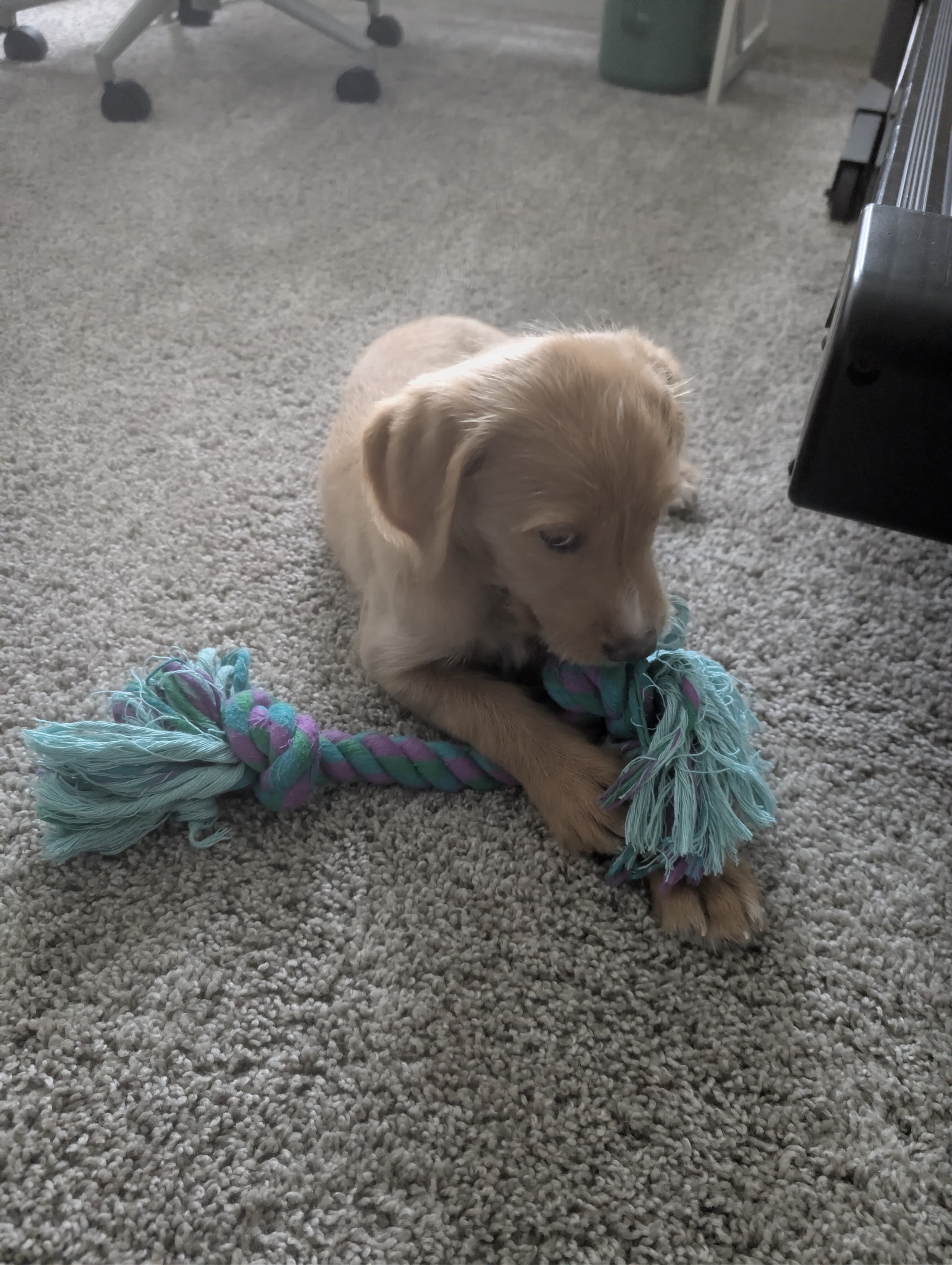 11-week-old male Goldendoodle image 1