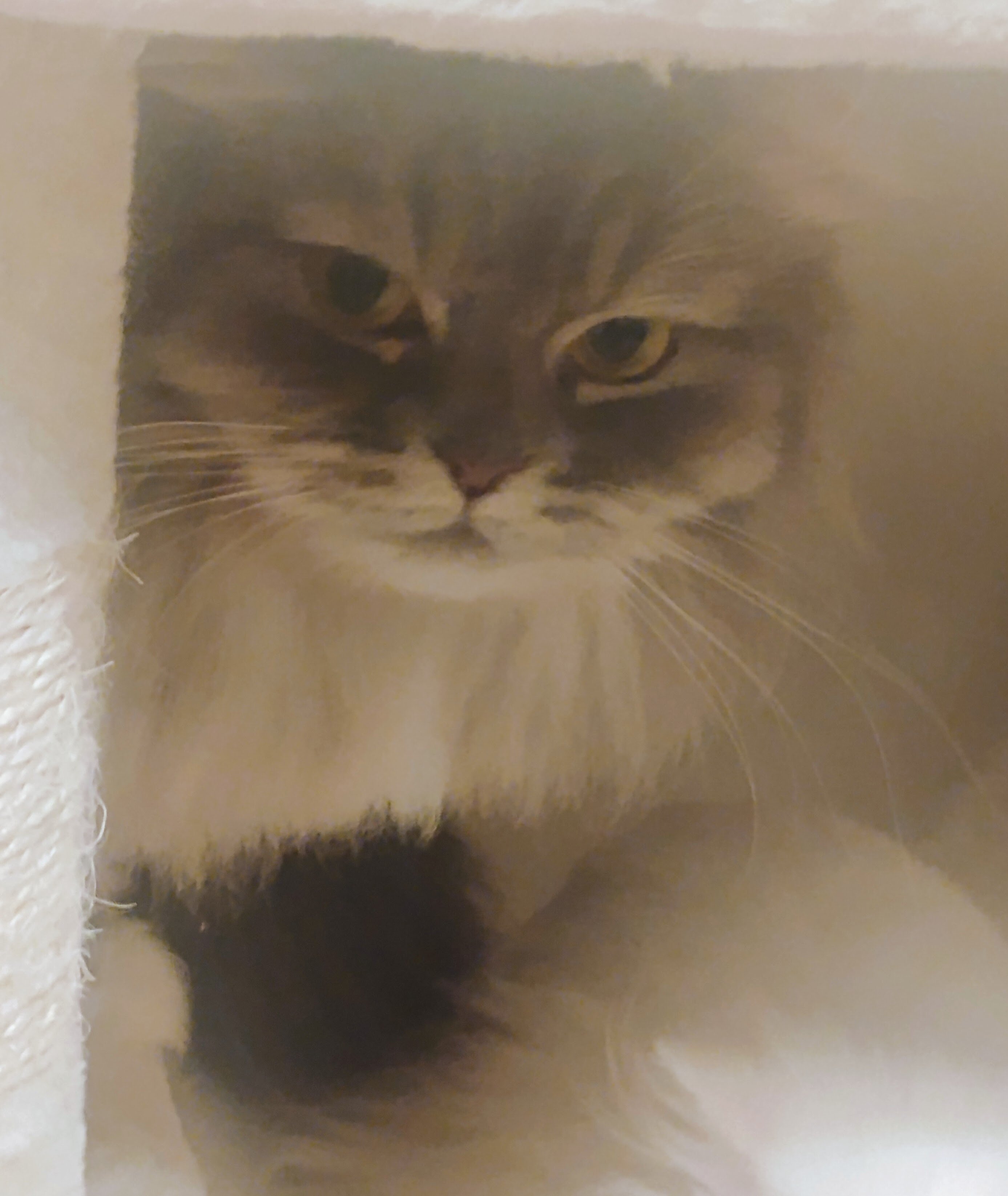 Grey white & cream Persian female image 1