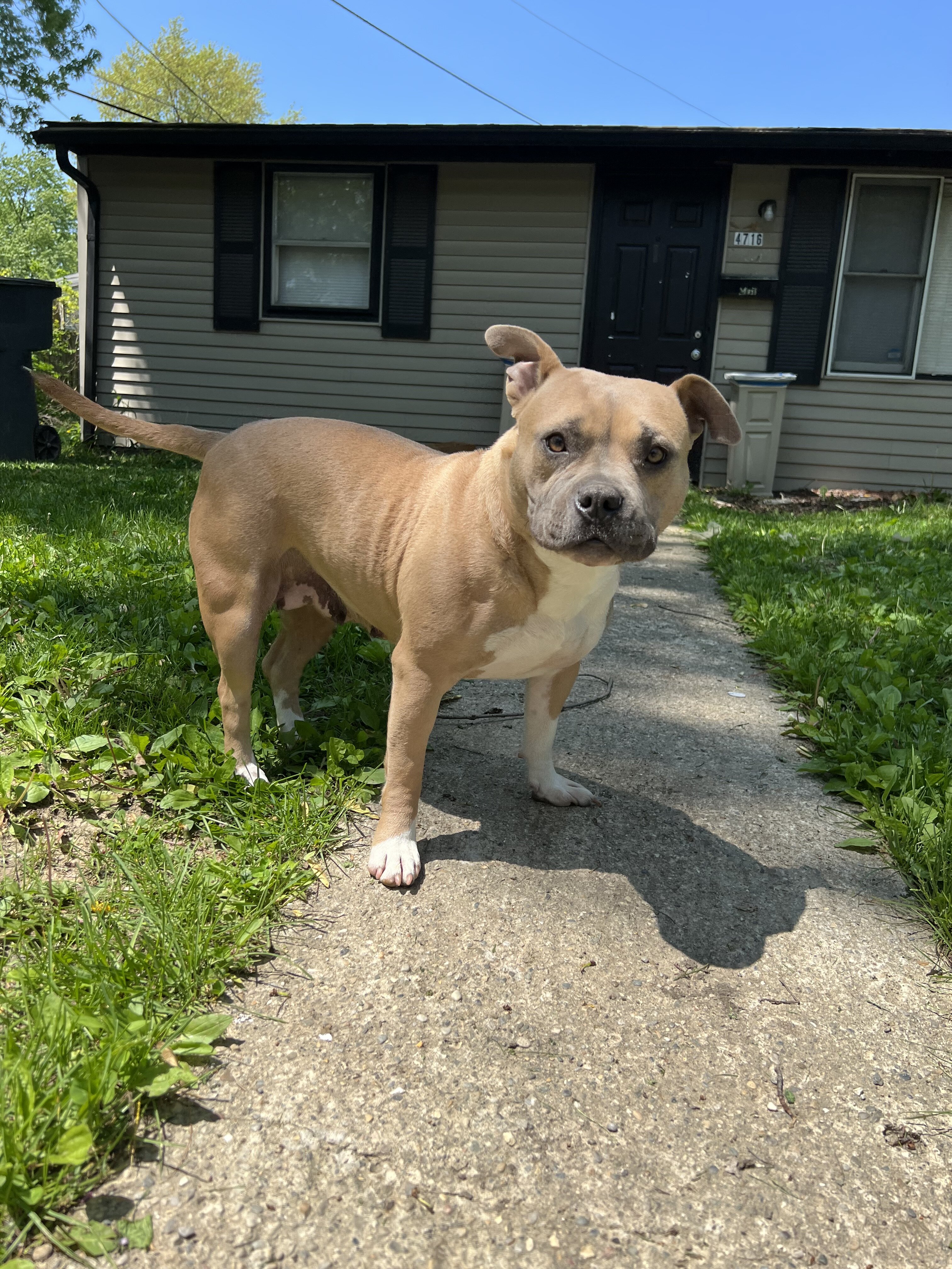 American bully image 1