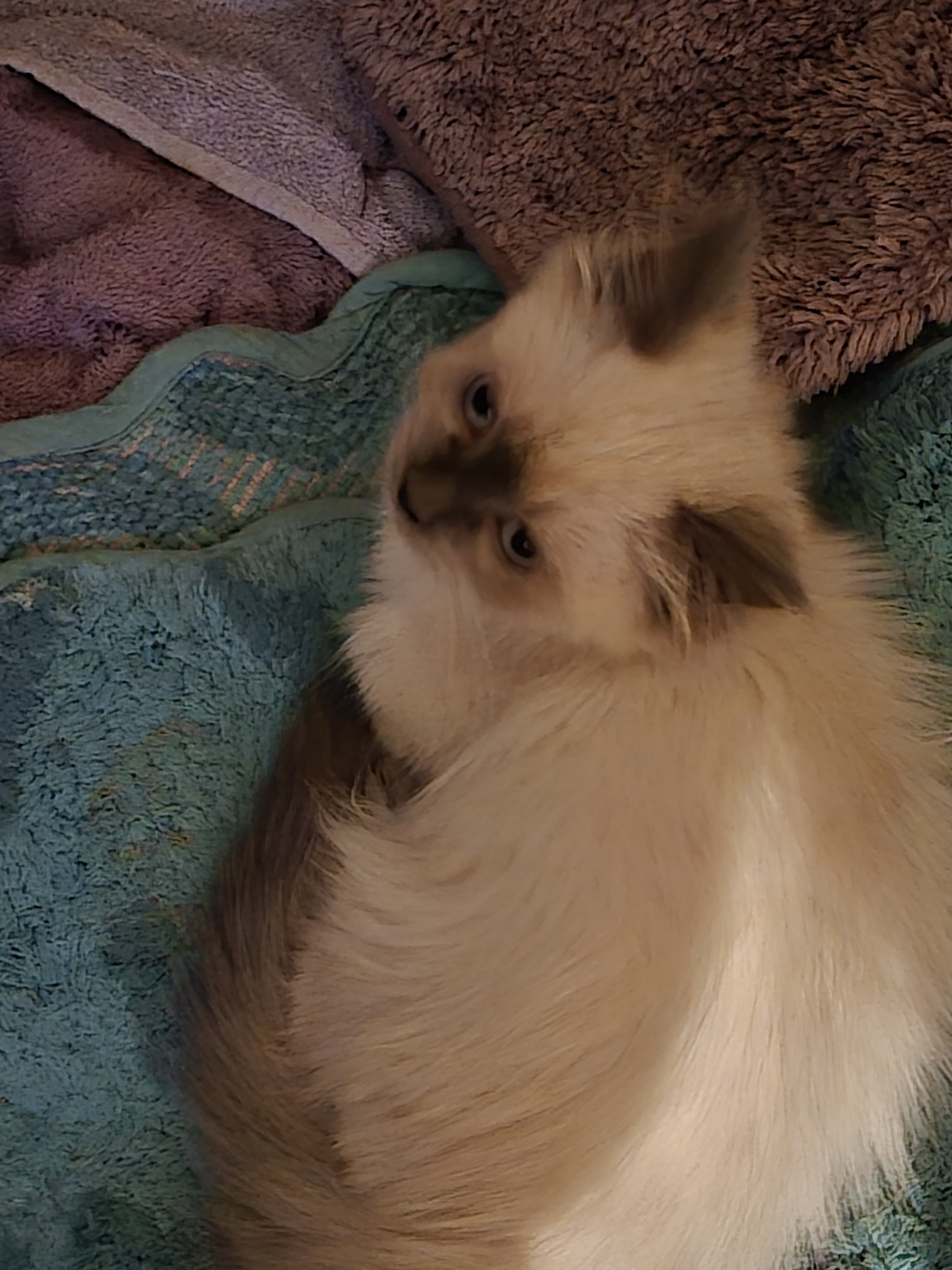 Munchkin cat image 3