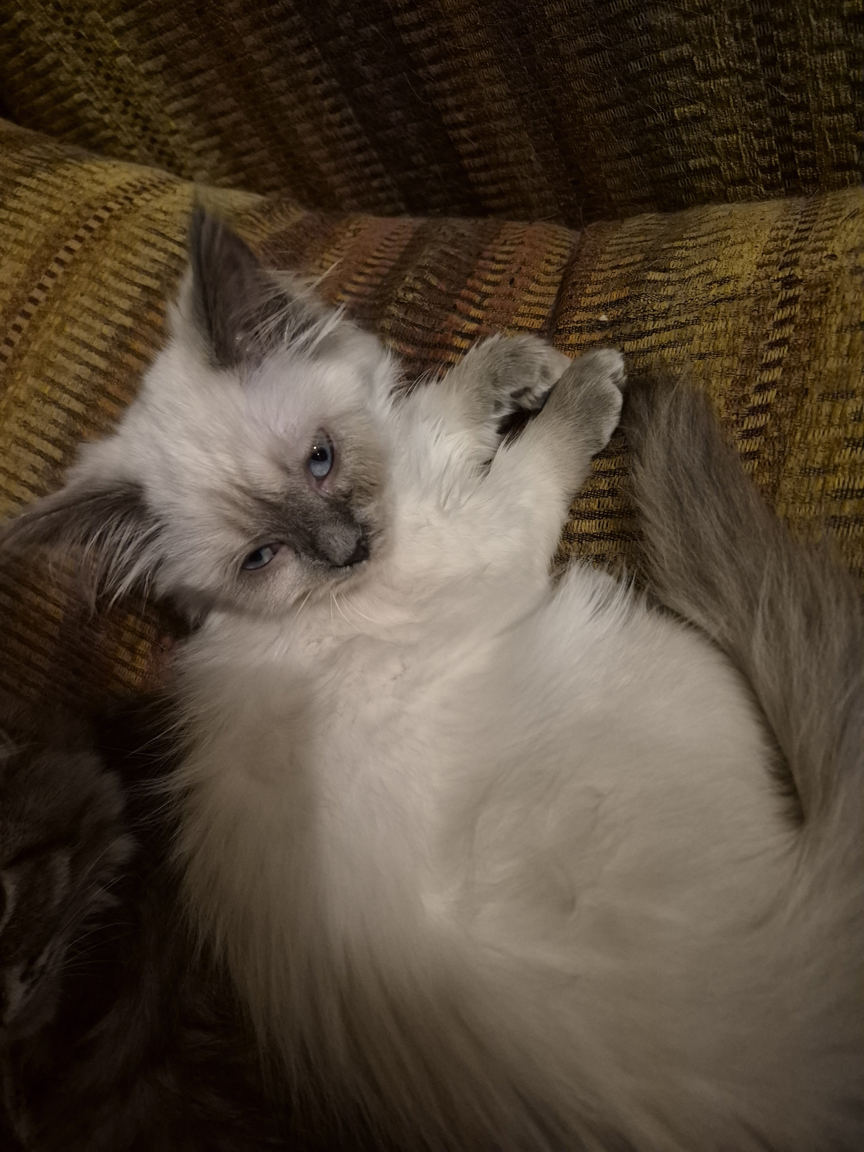 Munchkin cat image 2