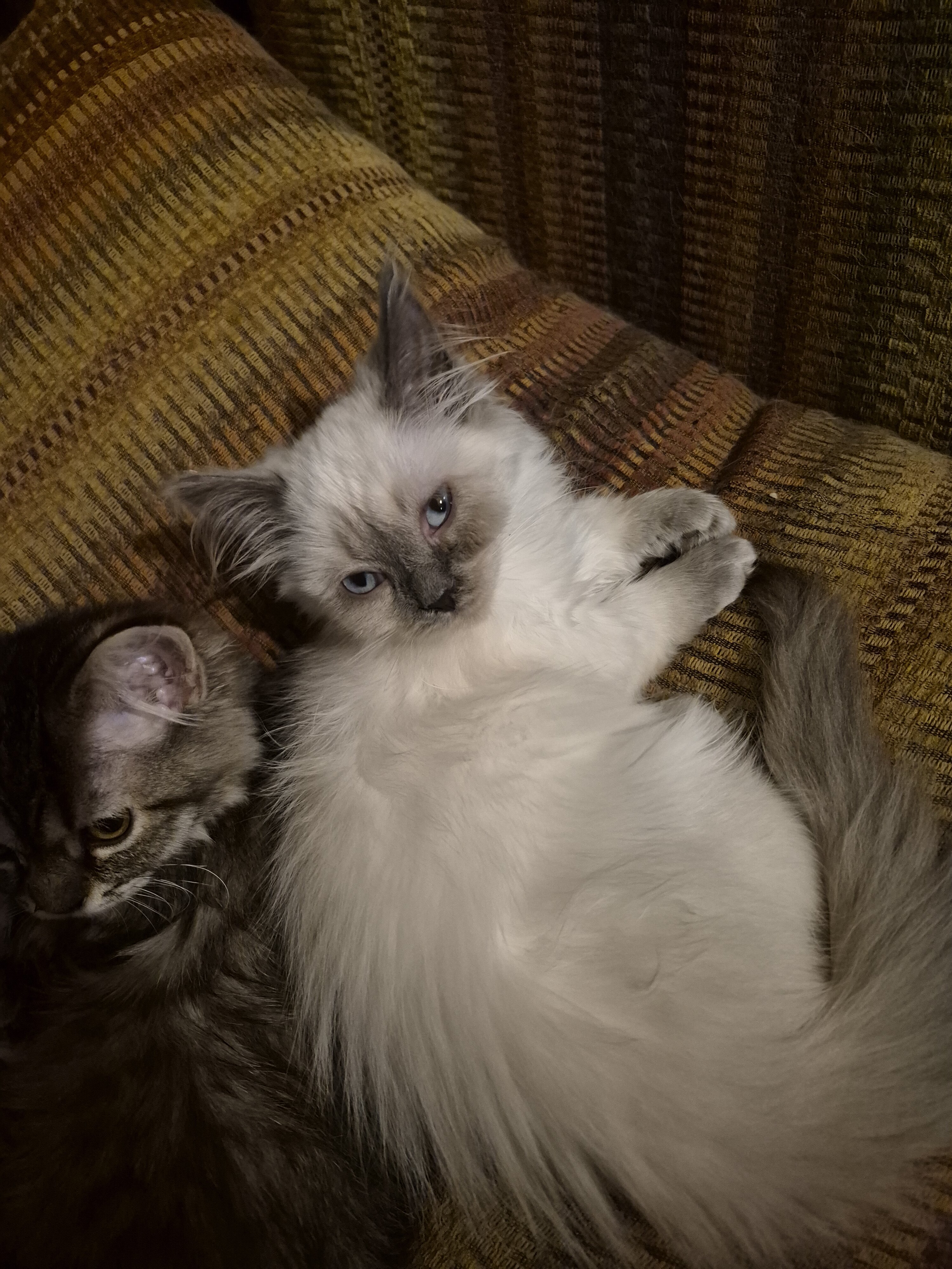 Munchkin cat image 1