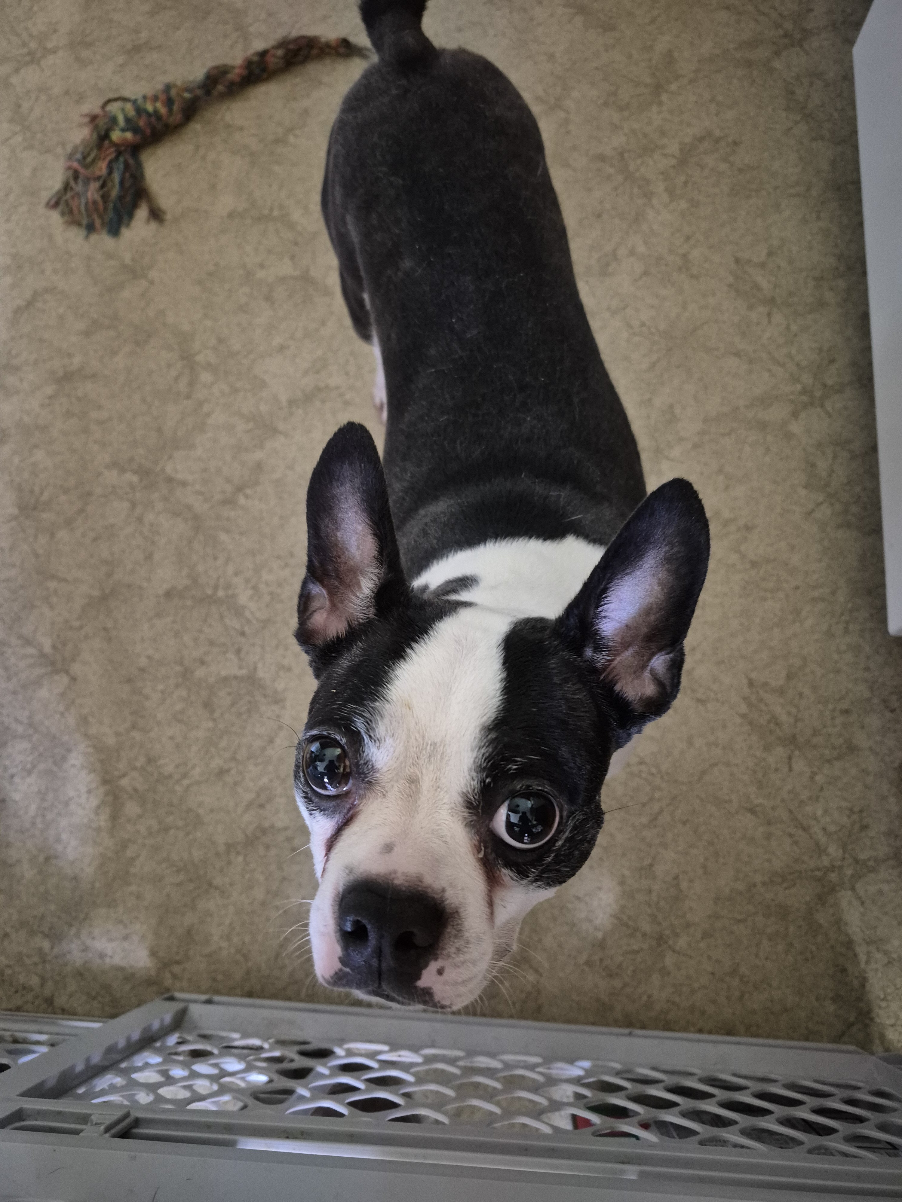 Boston Terrier image 1
