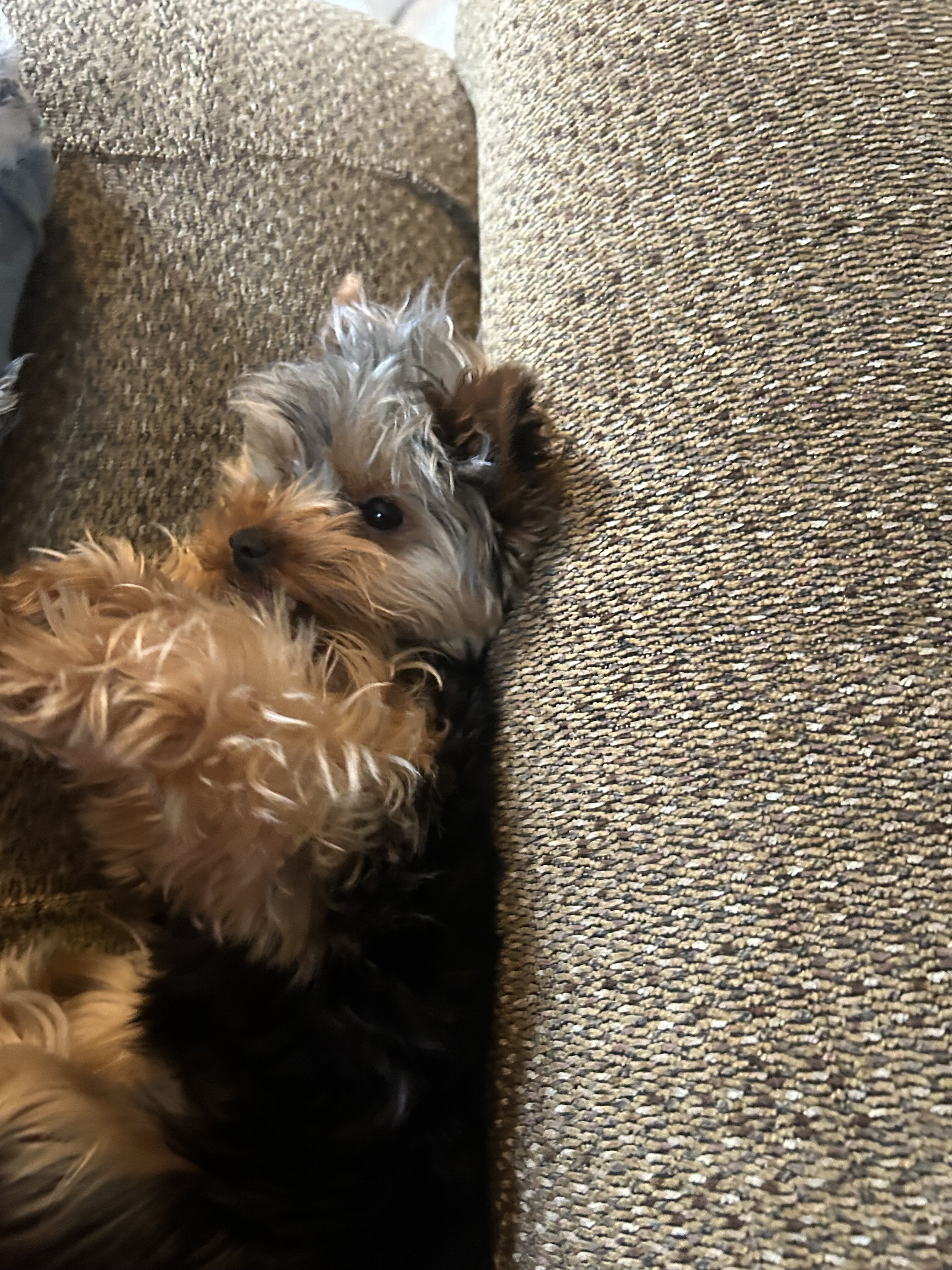 11month old female Yorkshire terrier image 1