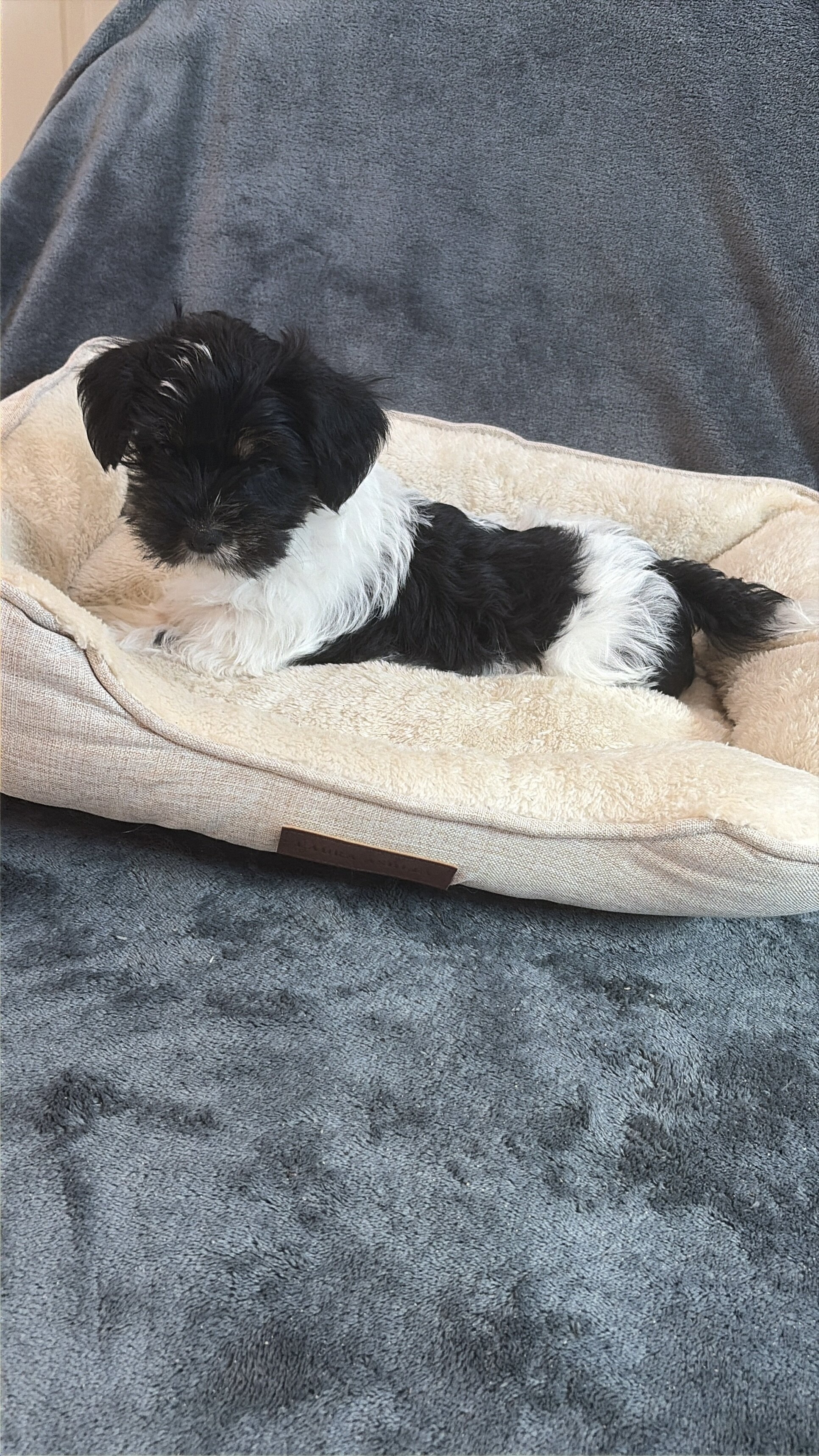 Shorkie Puppies image 8