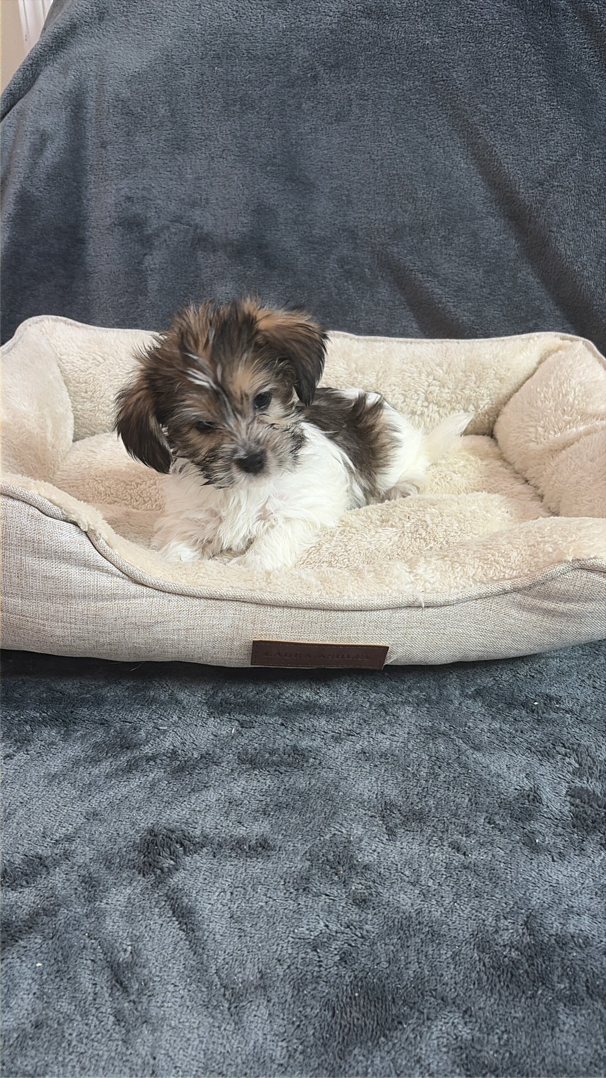 Shorkie Puppies image 7