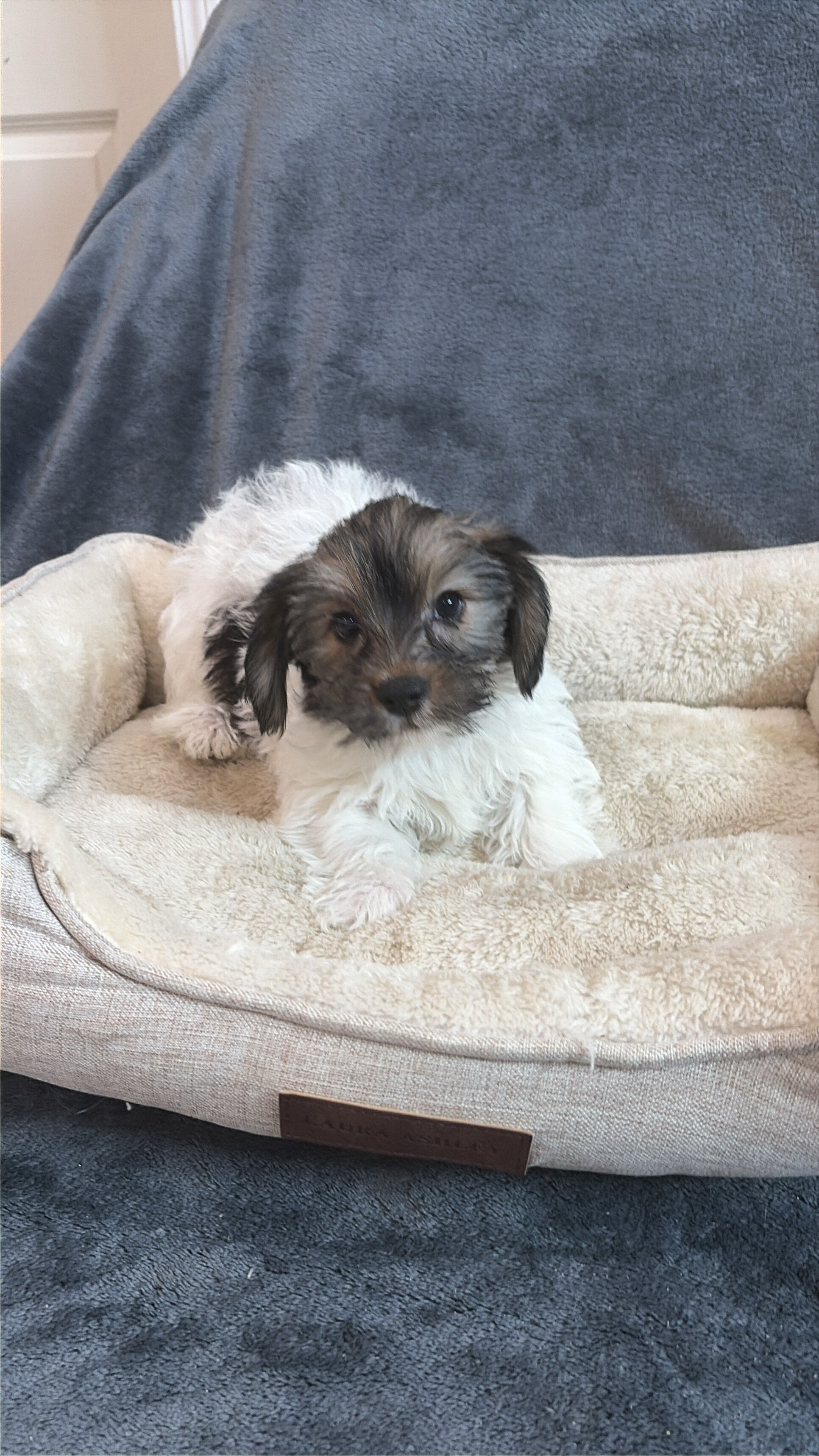 Shorkie Puppies image 1