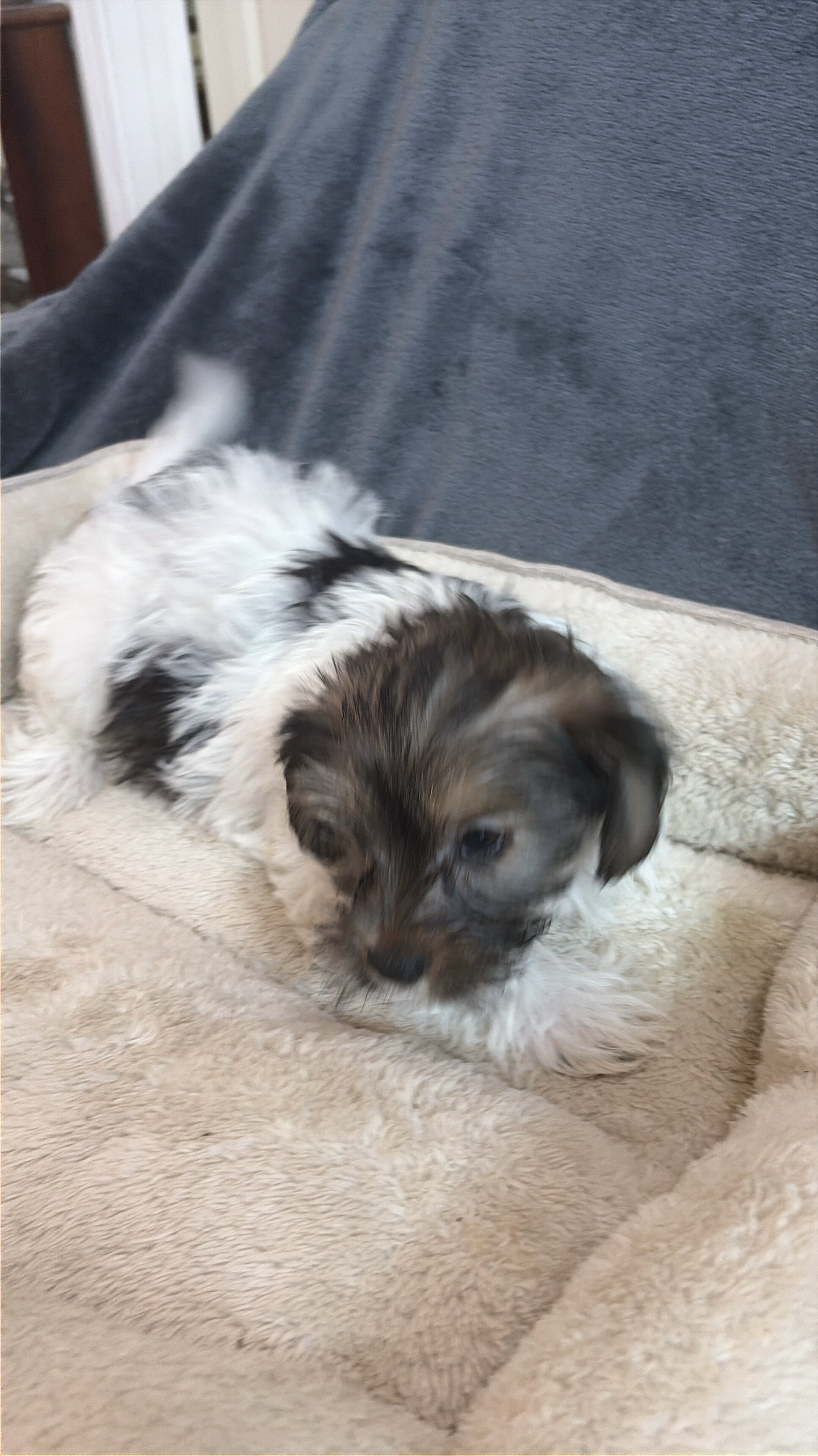 Shorkie Puppies image 5