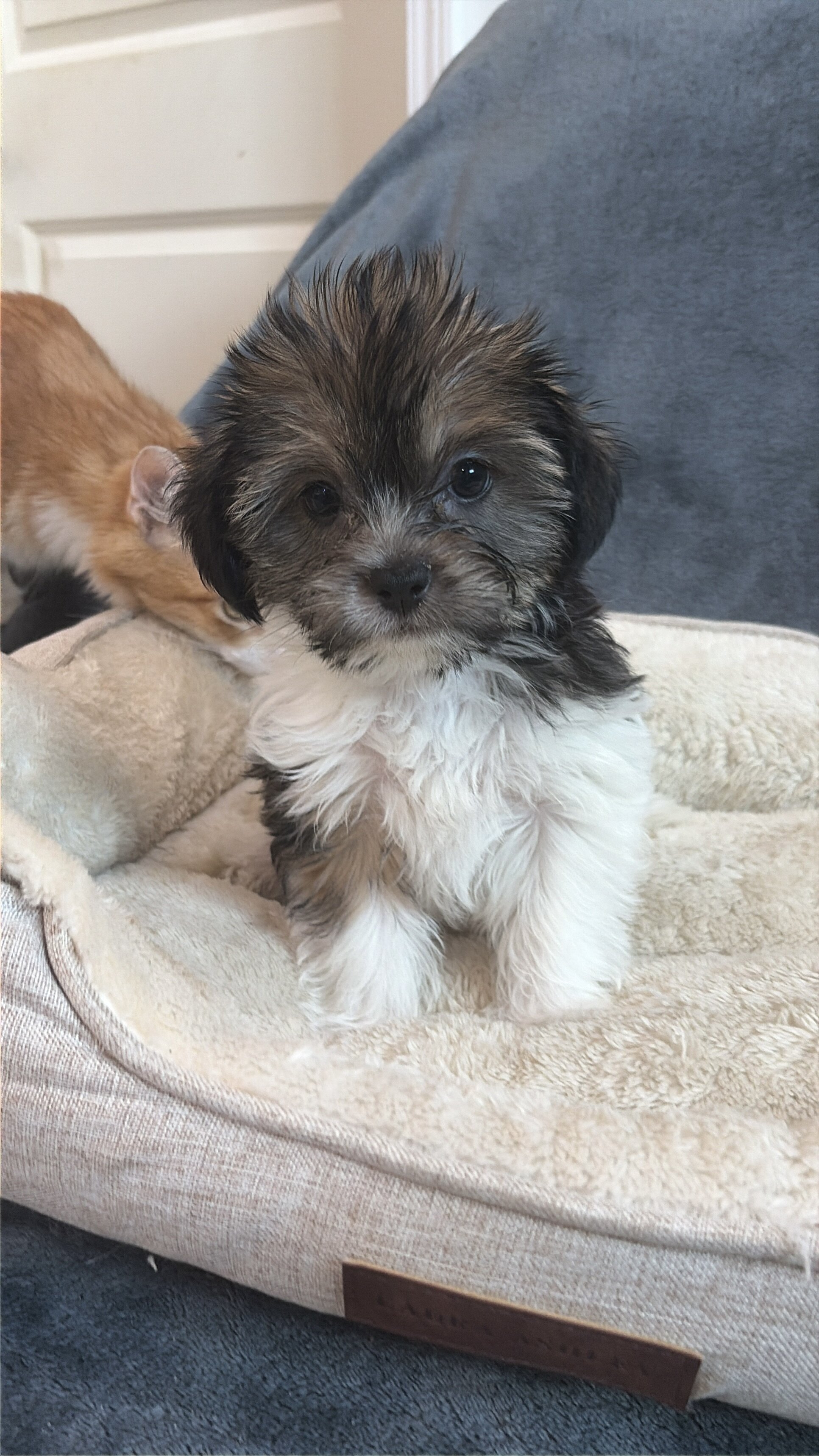 Shorkie Puppies image 4