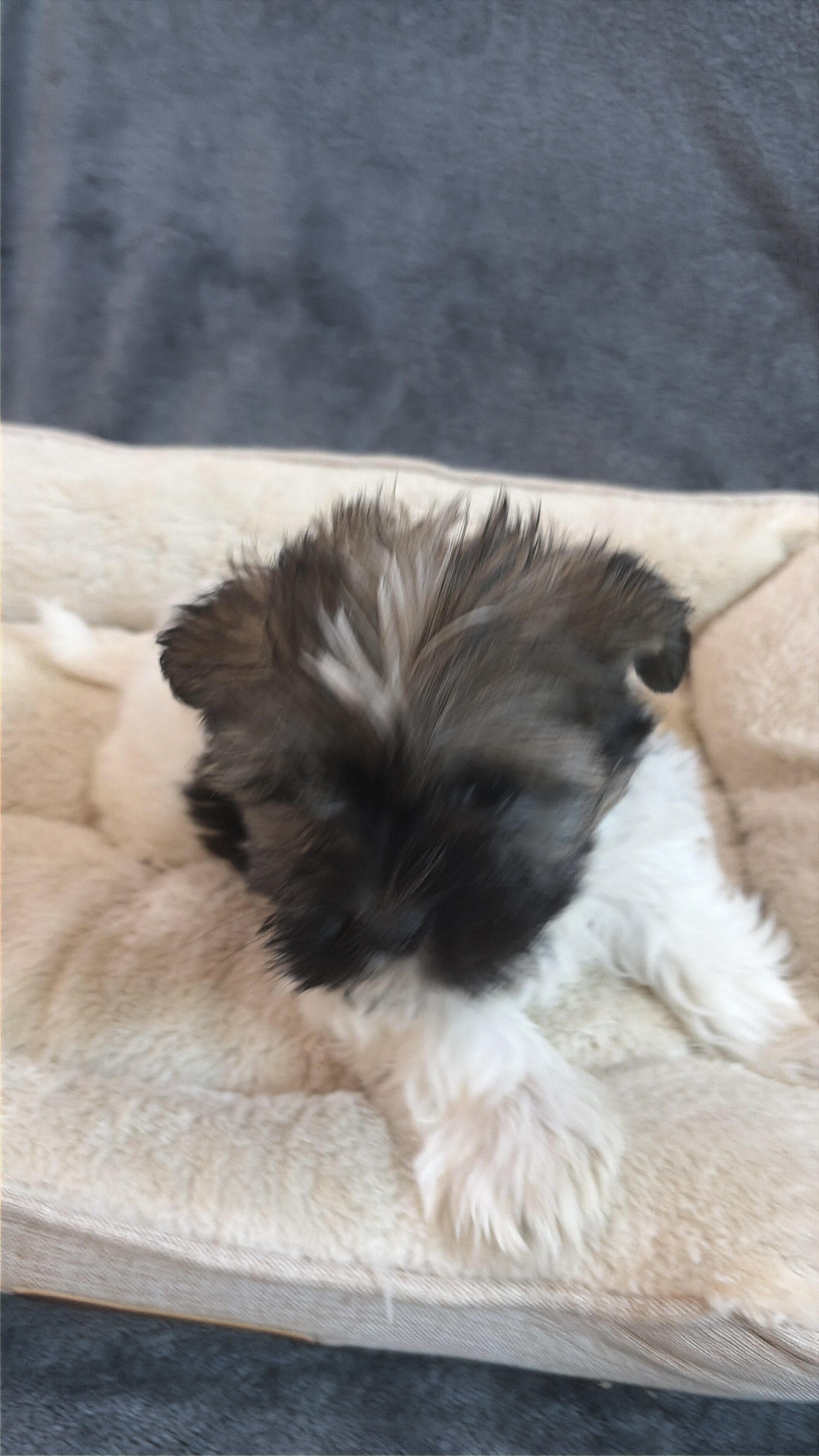 Shorkie Puppies image 3