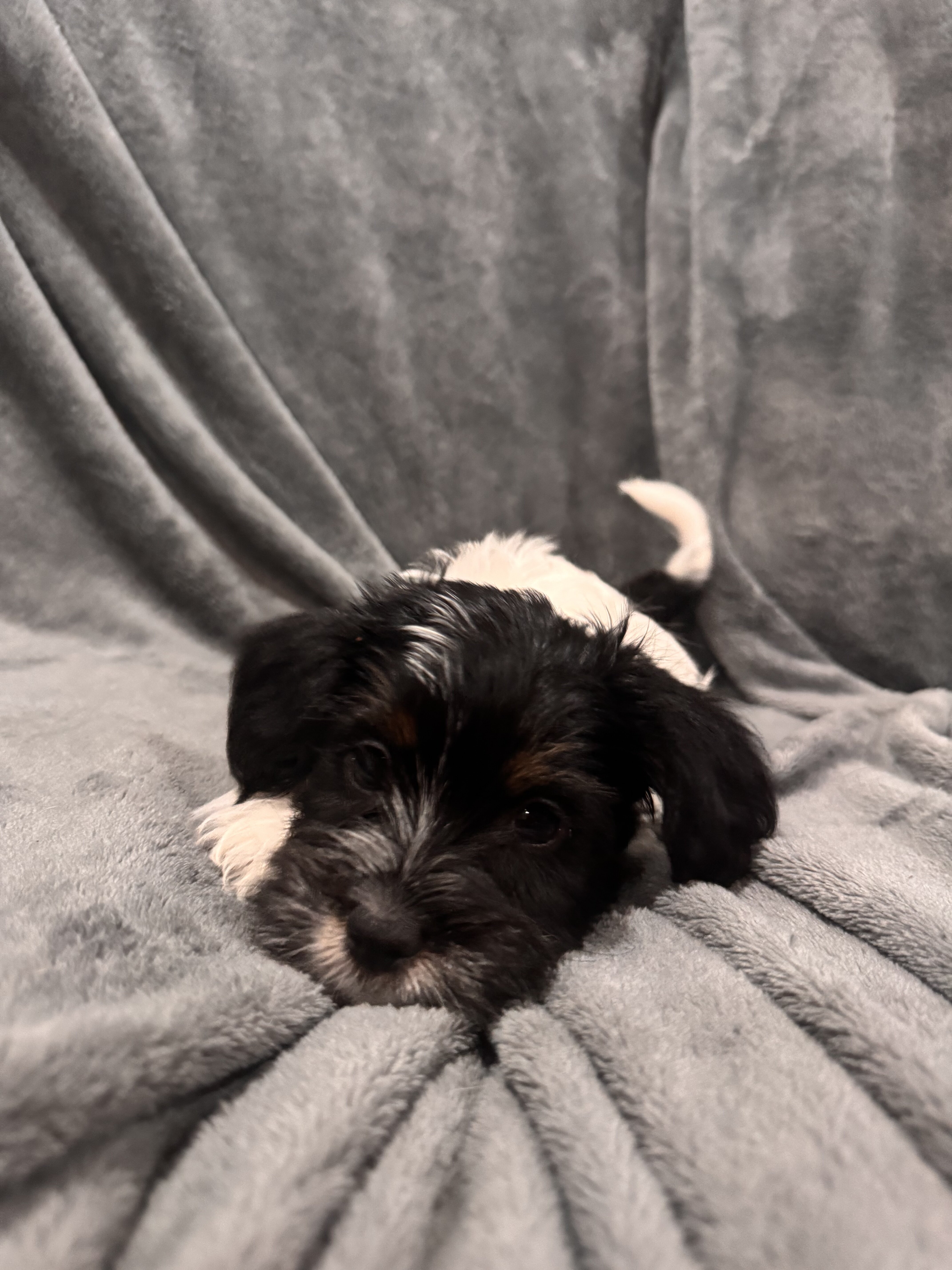 Shorkie Puppies image 2
