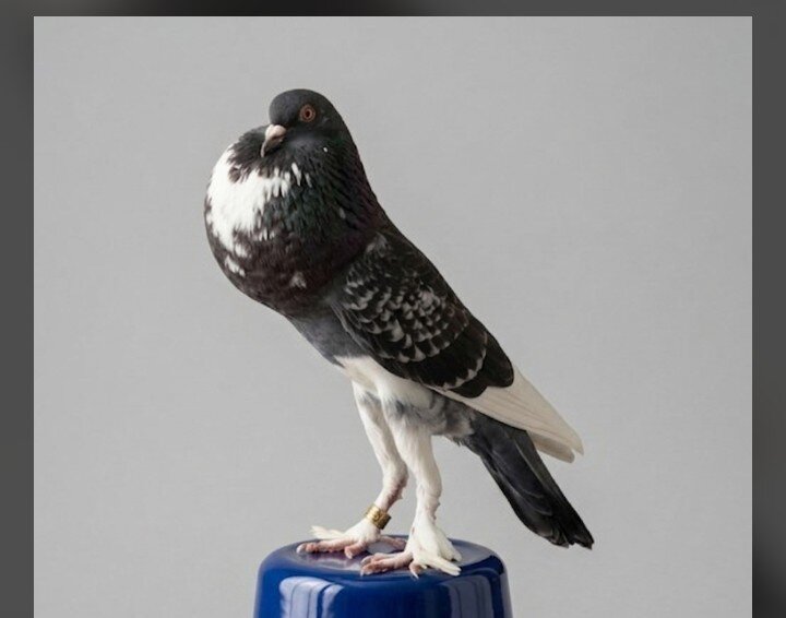 Pigeons image 1