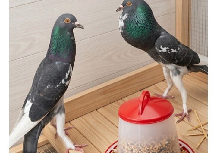 Pigeons image 2