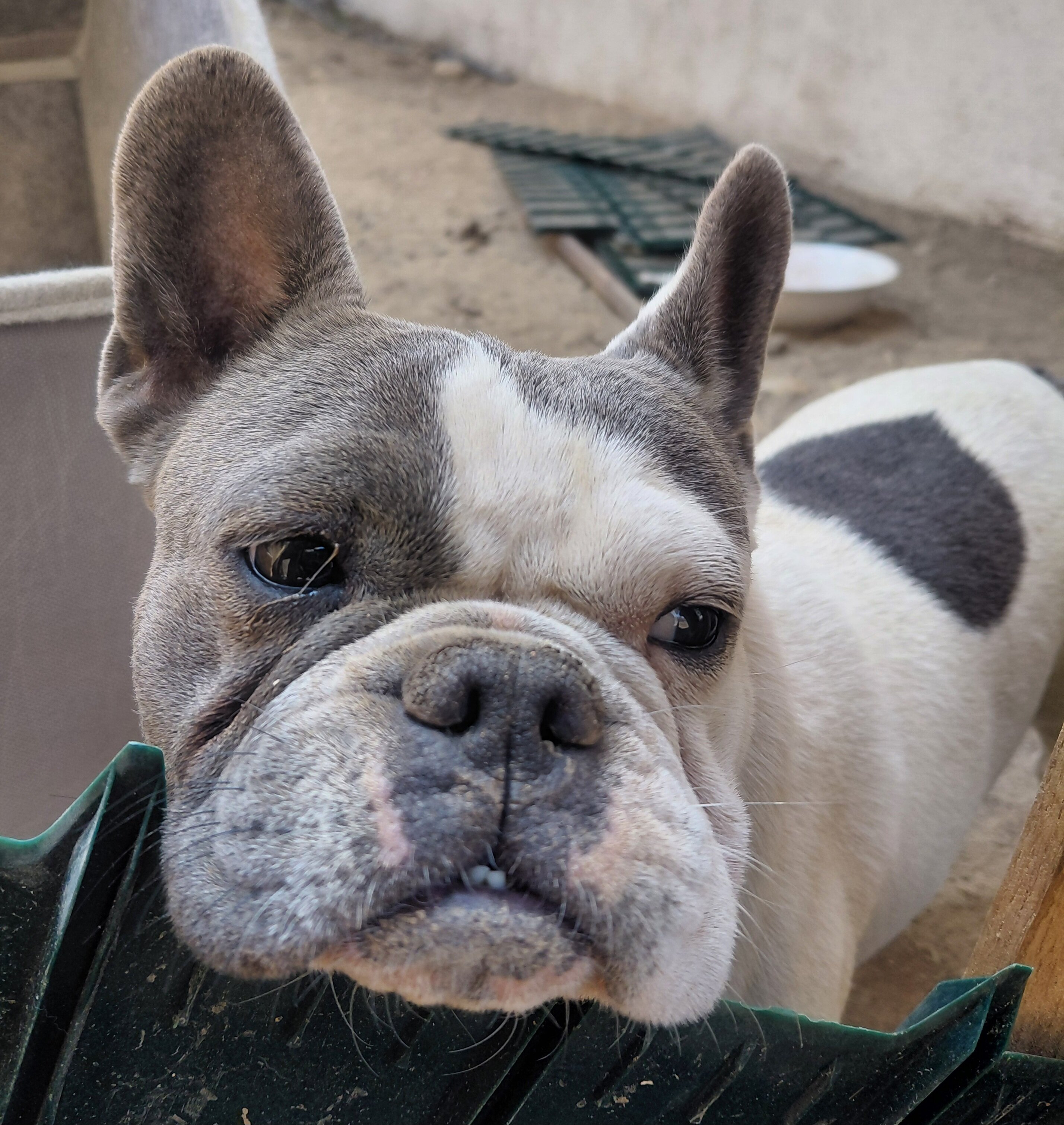 2 Frenchies image 1