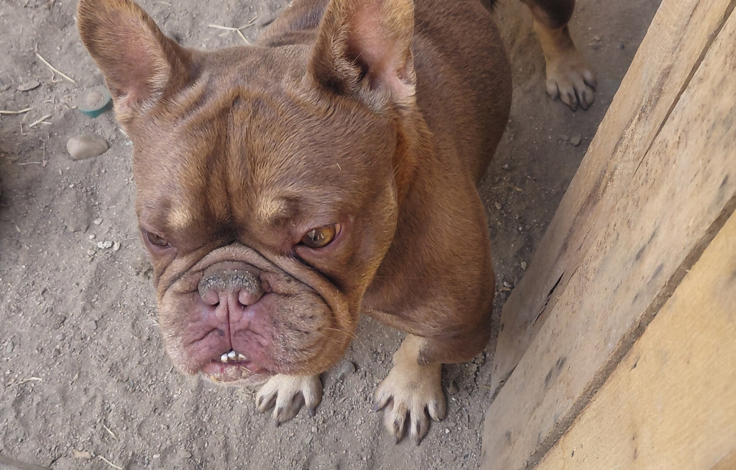 2 Frenchies image 2