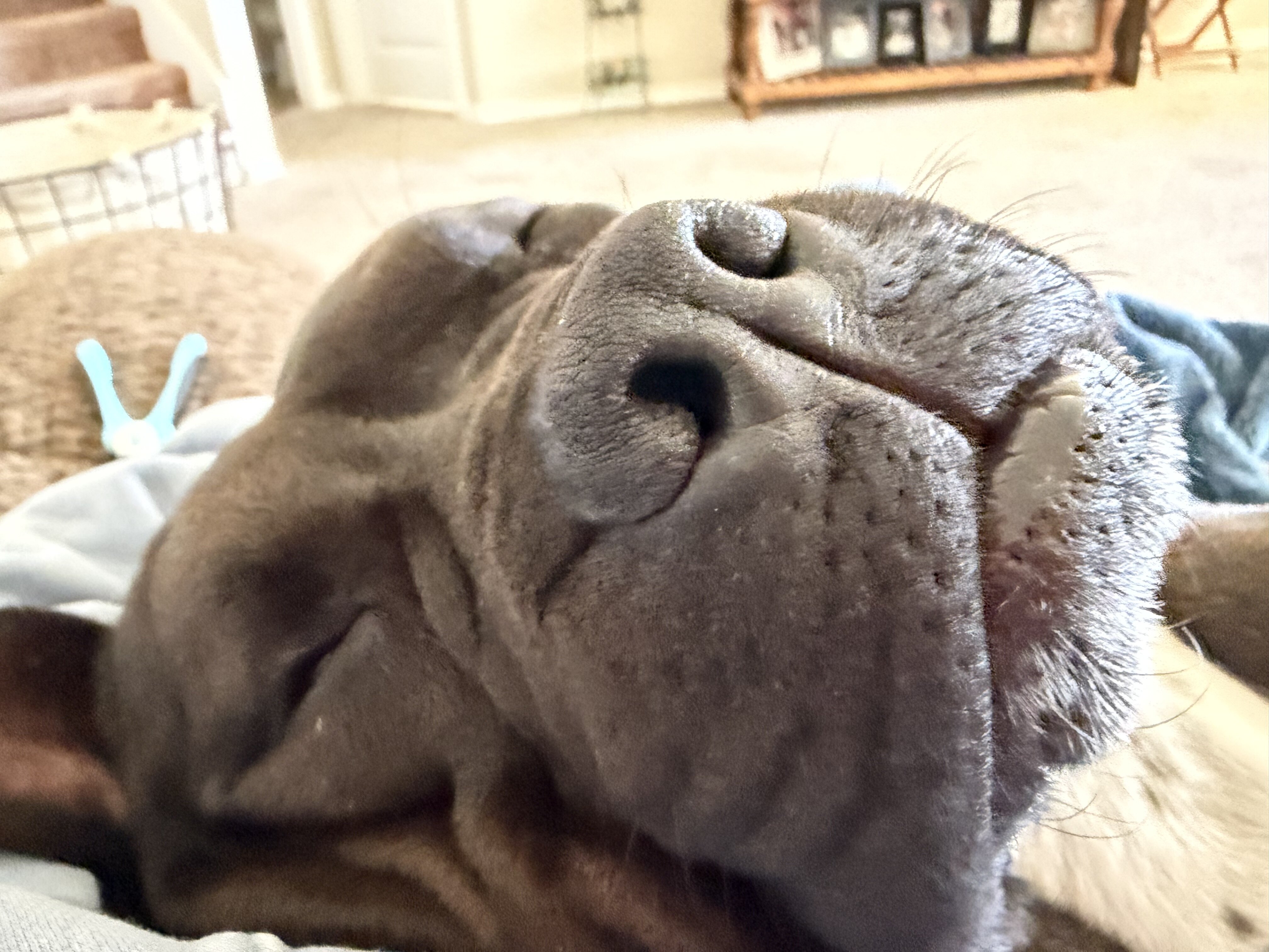 Dog- Pitt Mix image 4
