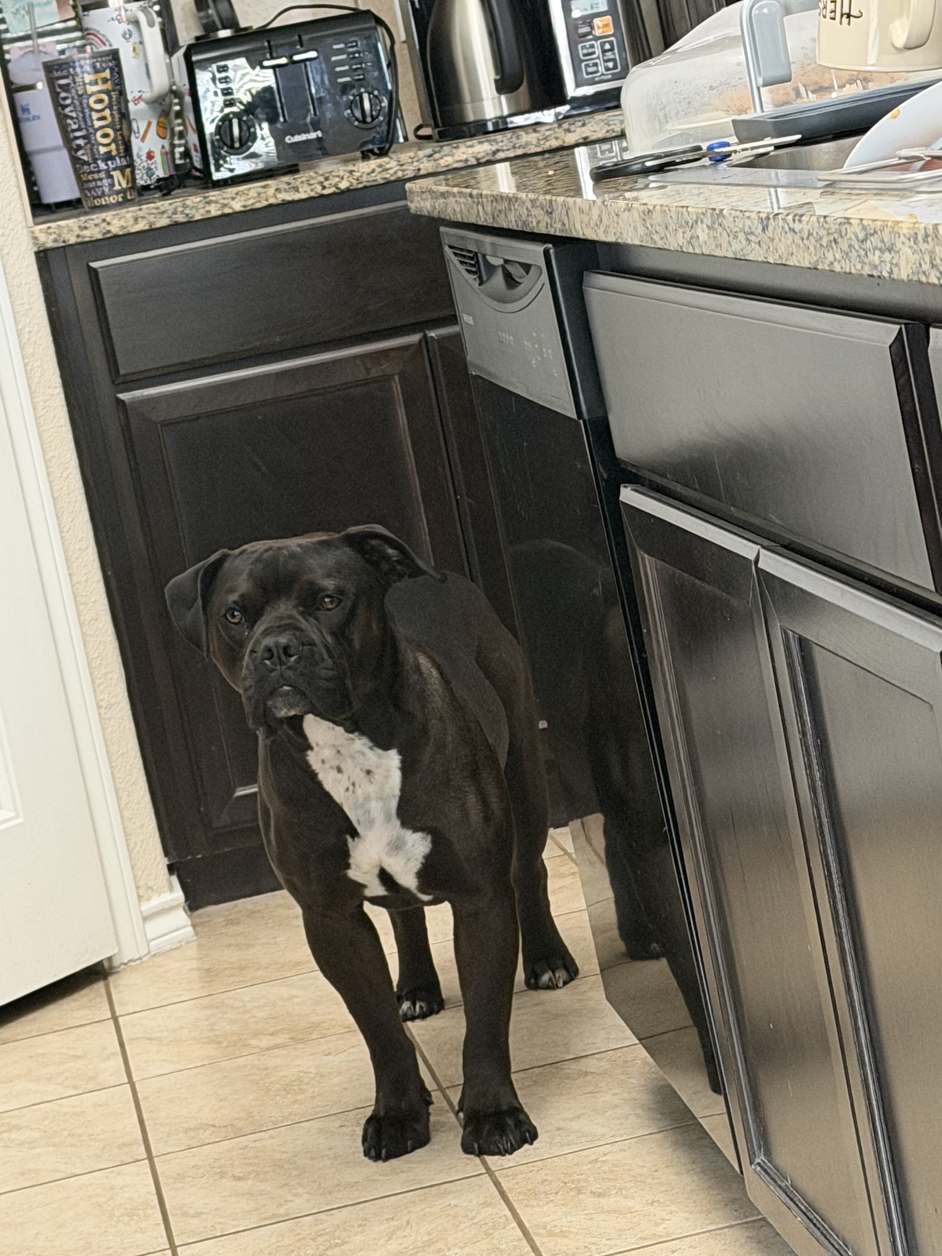 Dog- Pitt Mix image 3