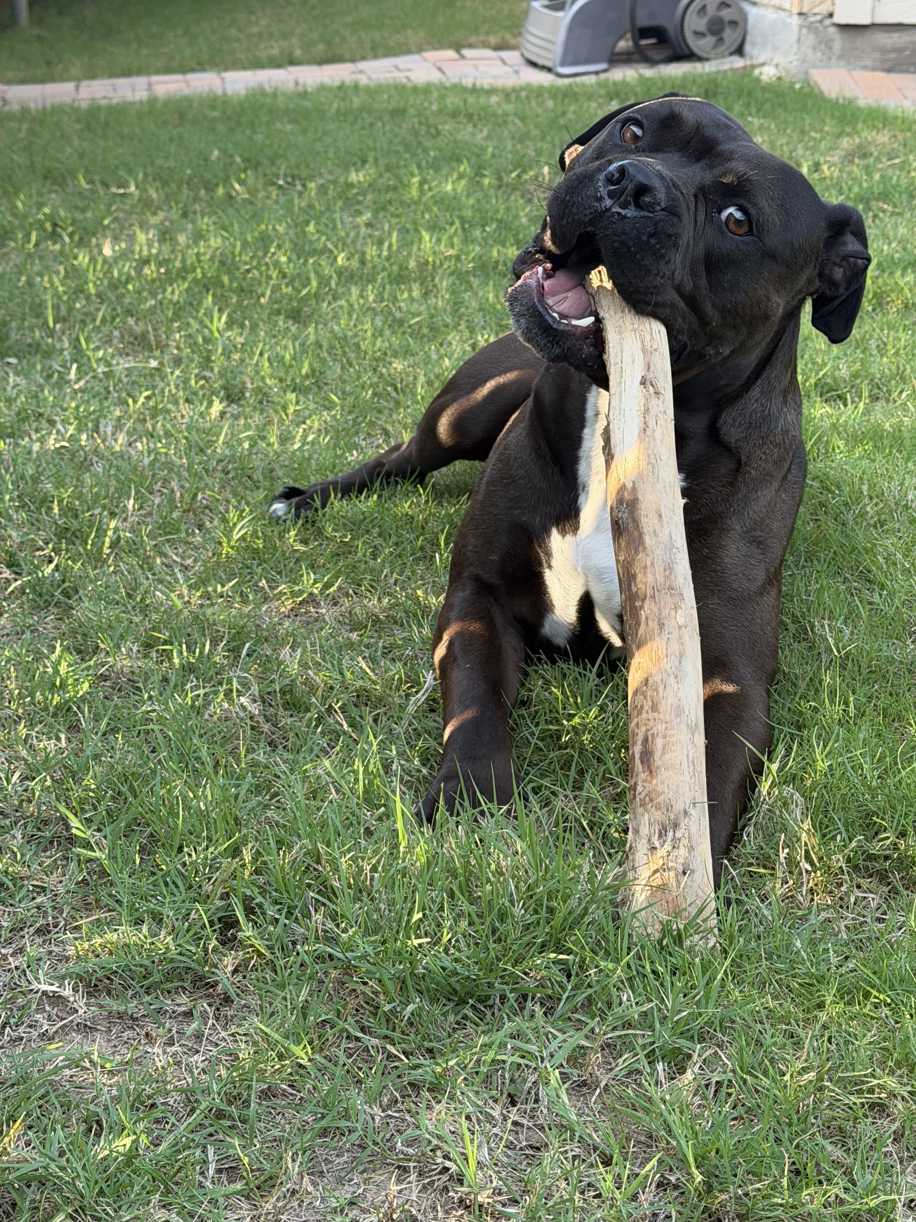 Dog- Pitt Mix image 2