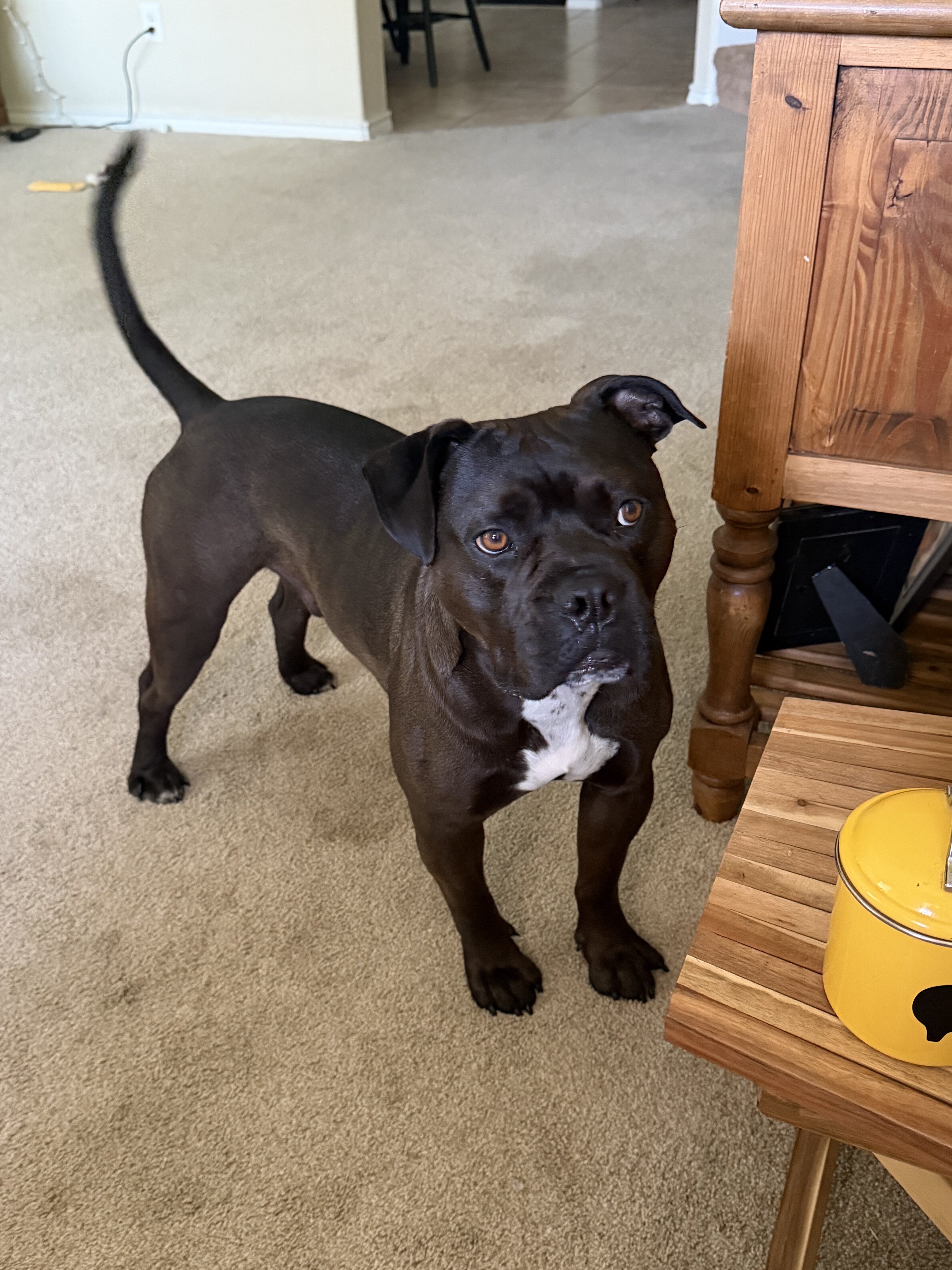 Dog- Pitt Mix image 1