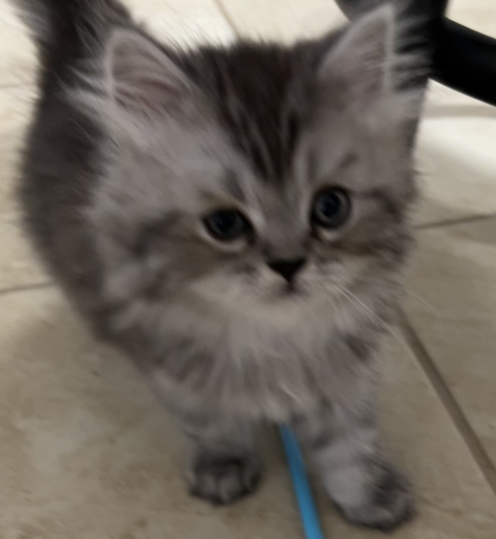 Half Persian half Himalayan kittens image 6