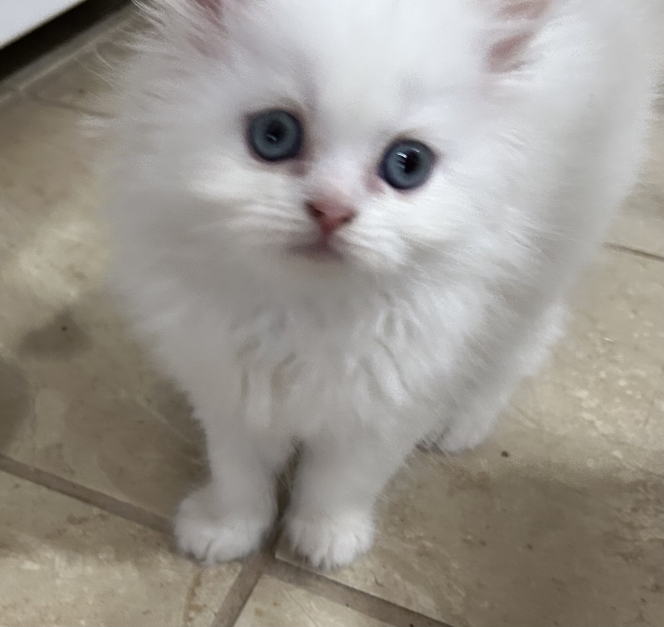Half Persian half Himalayan kittens image 5