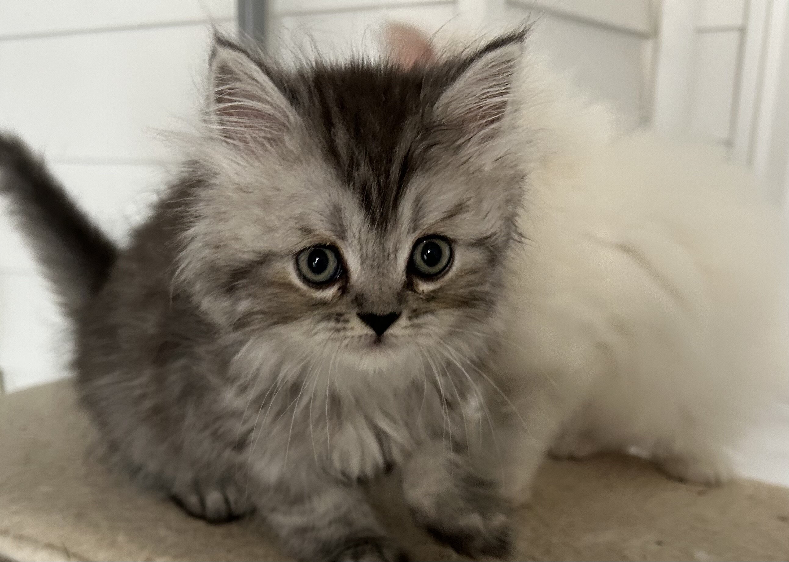 Half Persian half Himalayan kittens image 4