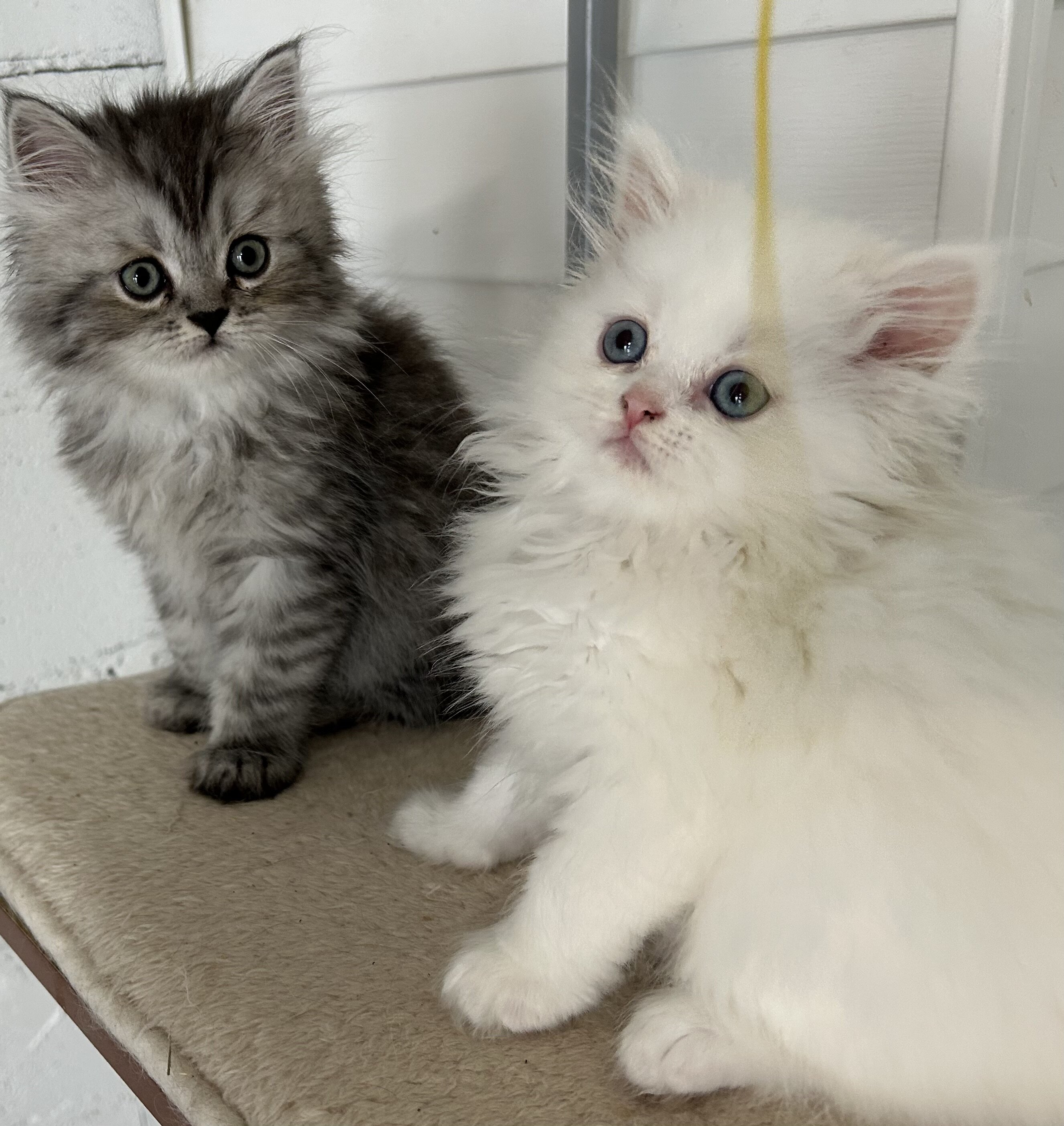 Half Persian half Himalayan kittens image 3