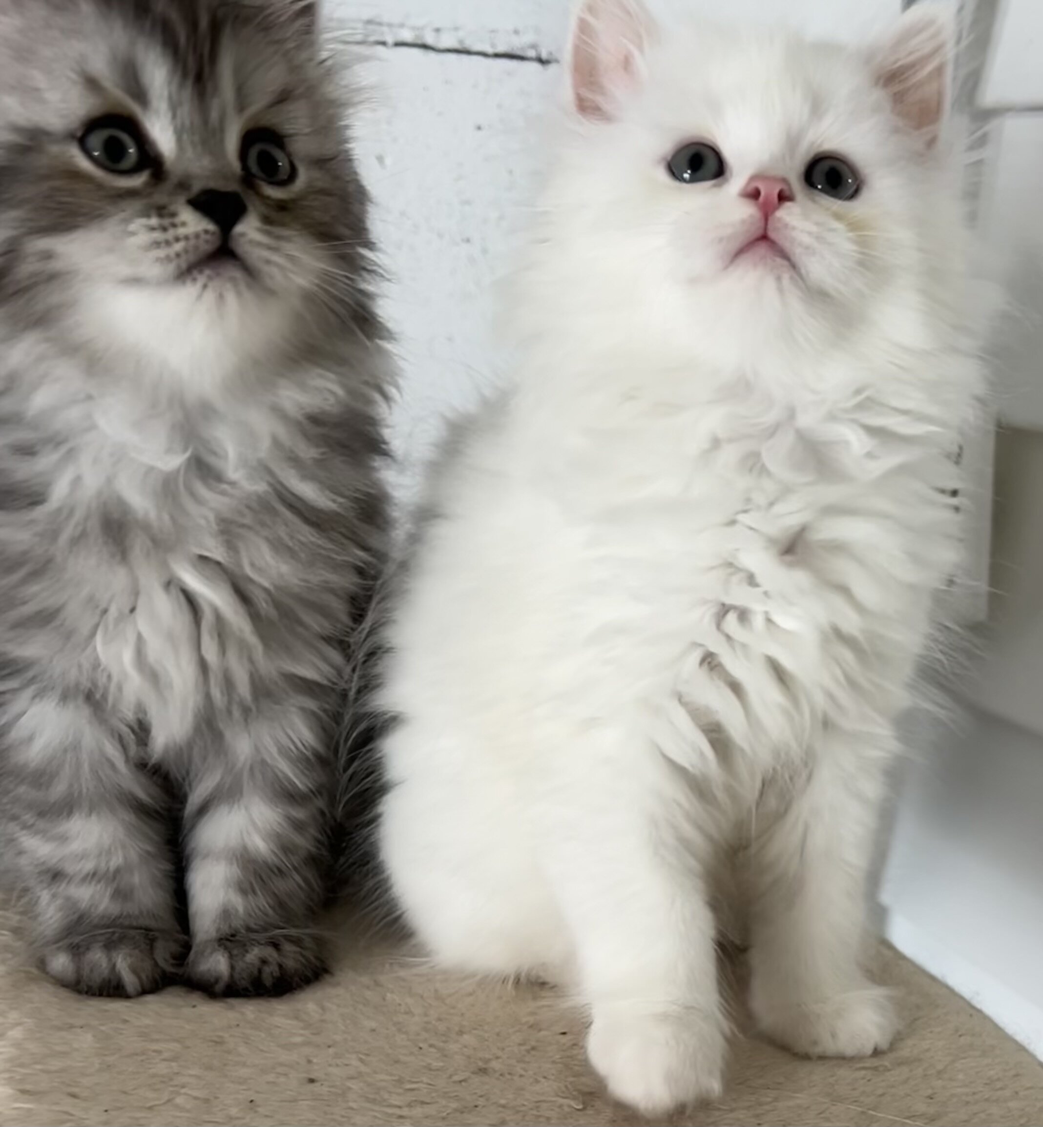 Half Persian half Himalayan kittens image 2