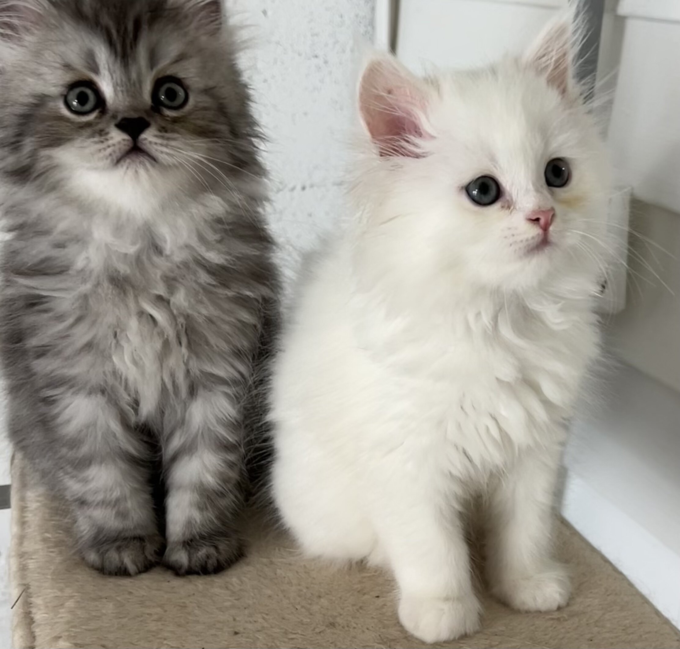 Half Persian half Himalayan kittens image 1