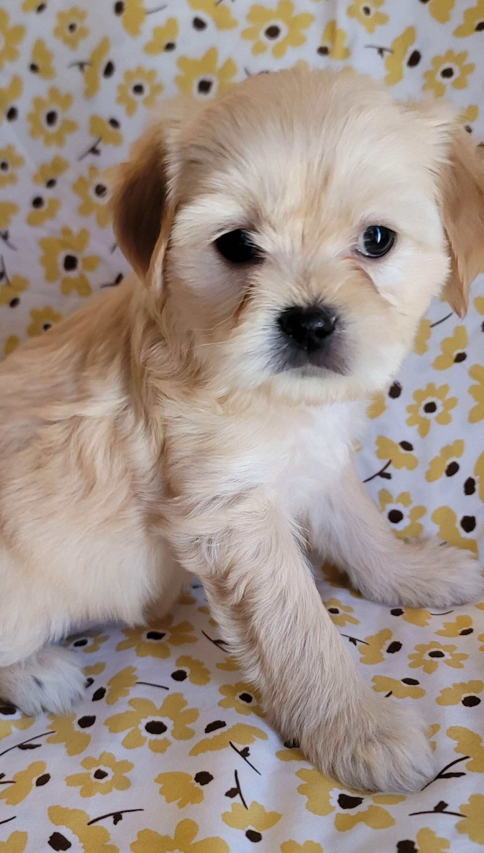 December - Lhasa Apso image 9