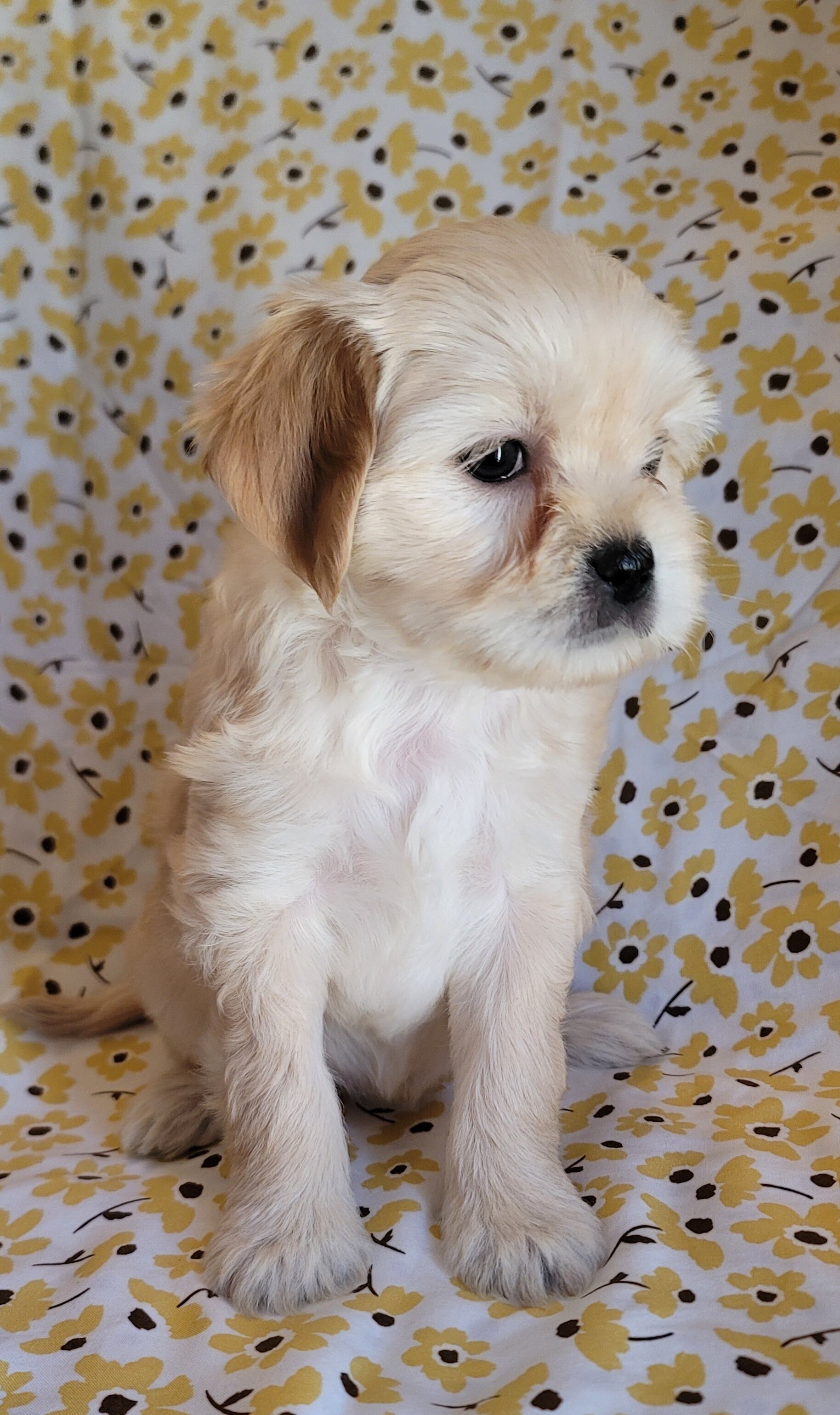 December - Lhasa Apso image 7