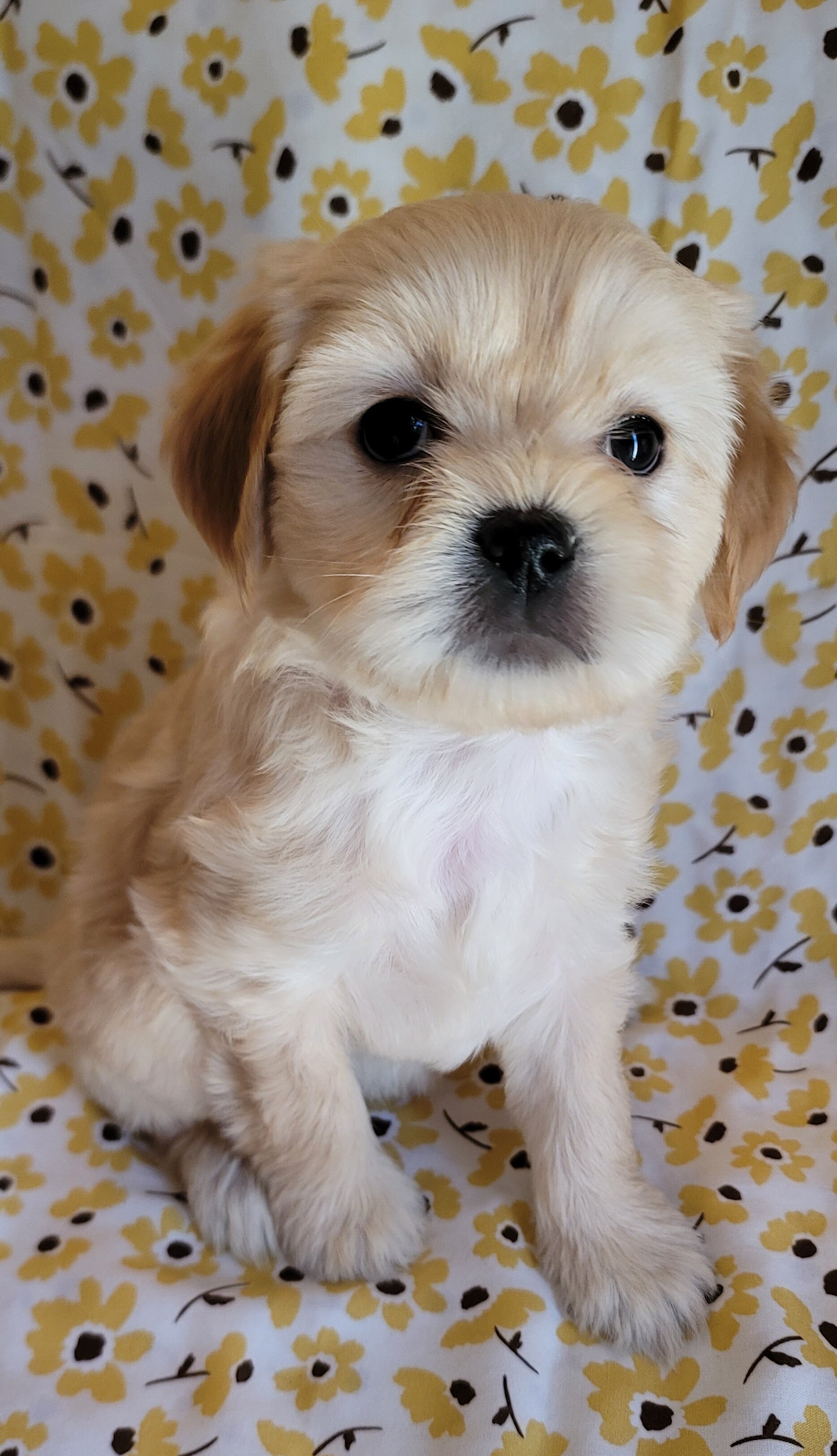December - Lhasa Apso image 6