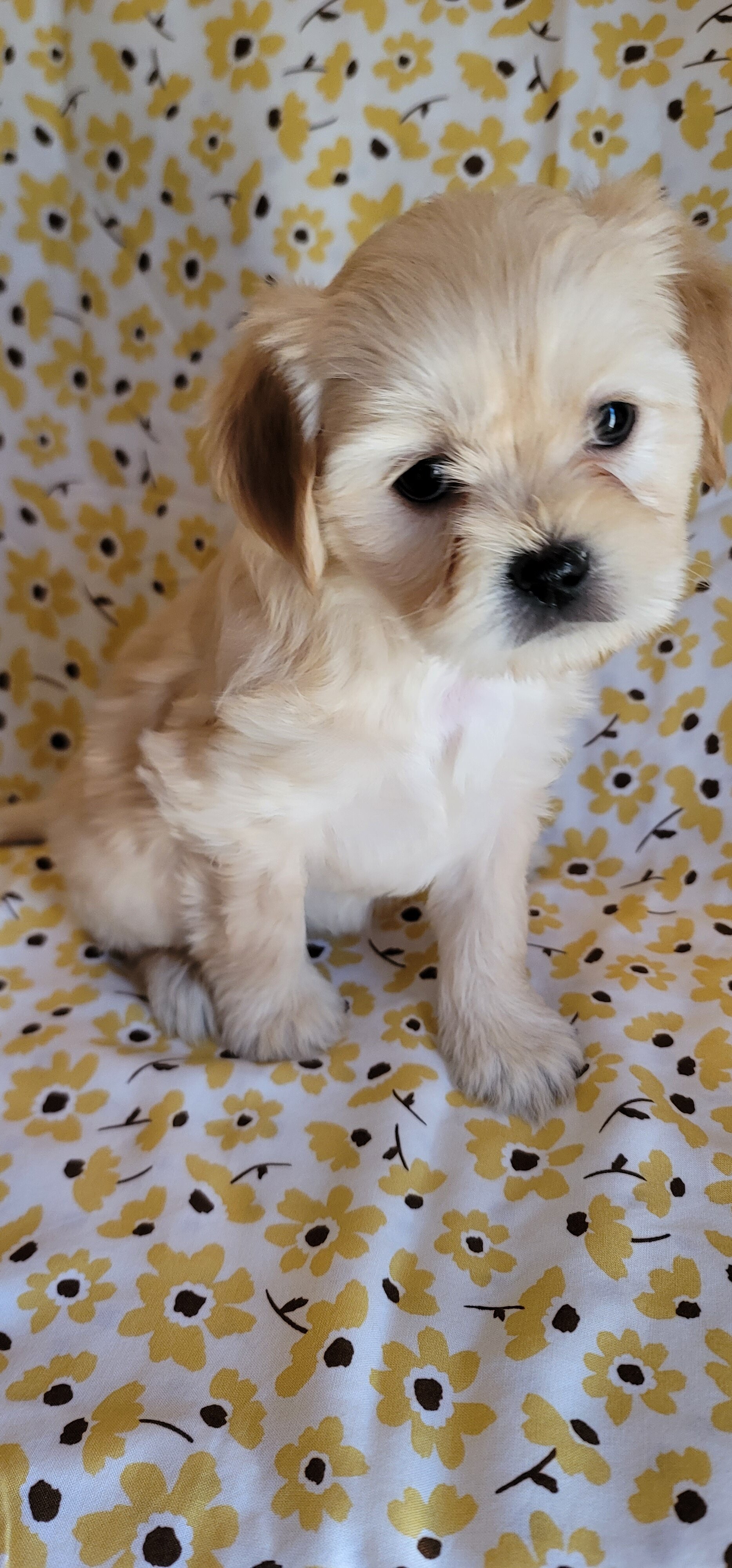 December - Lhasa Apso image 5