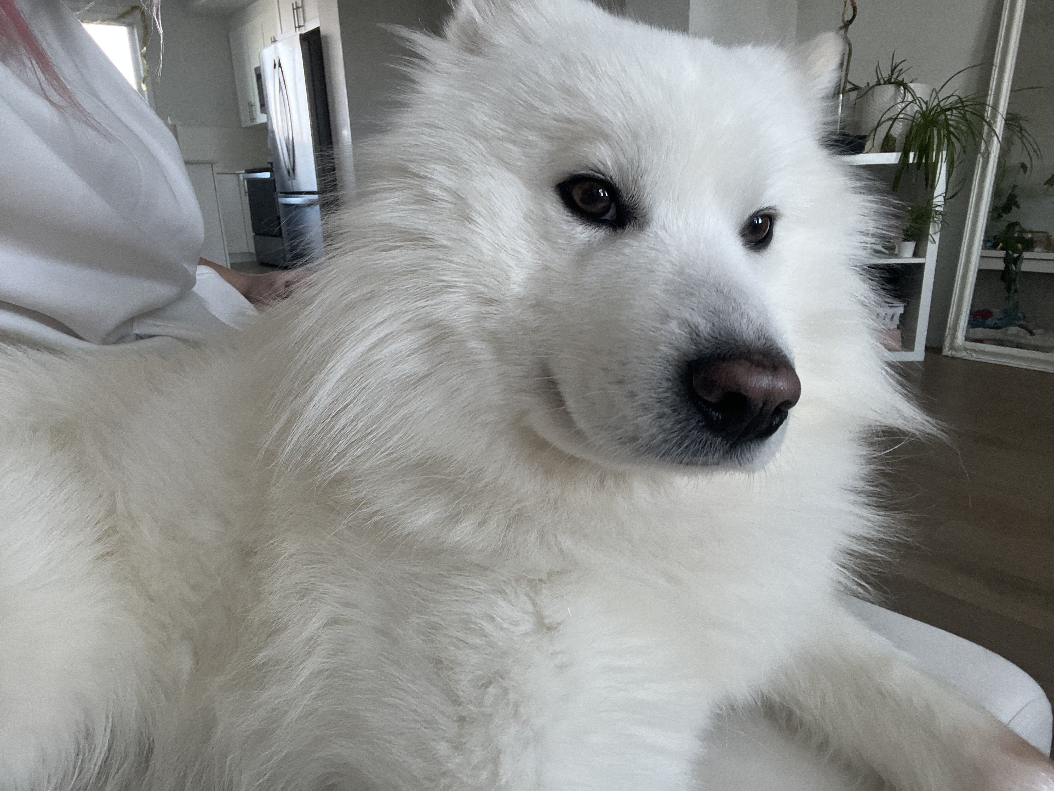 Siberian Husky x Samoyed mix (Samusky) image 5