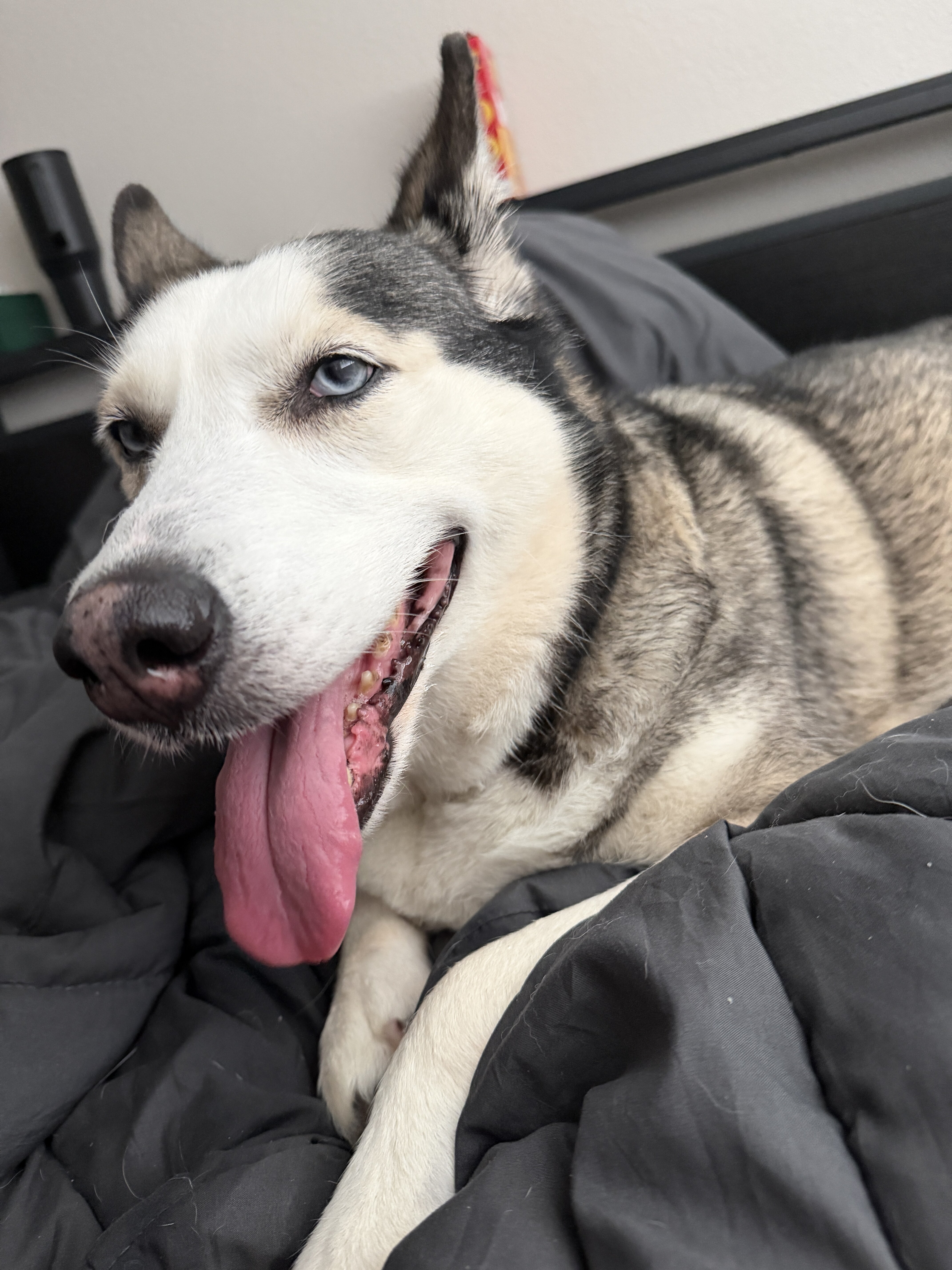 Siberian Husky x Samoyed mix (Samusky) image 4